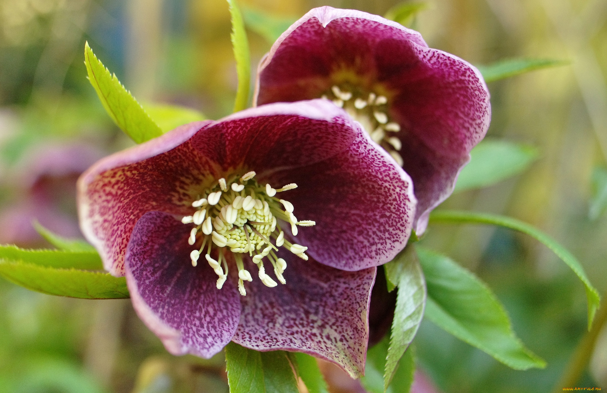 цветы, геллеборус, морозник, пышный