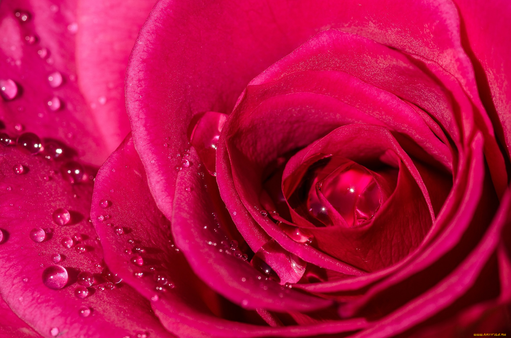 цветы, розы, макро