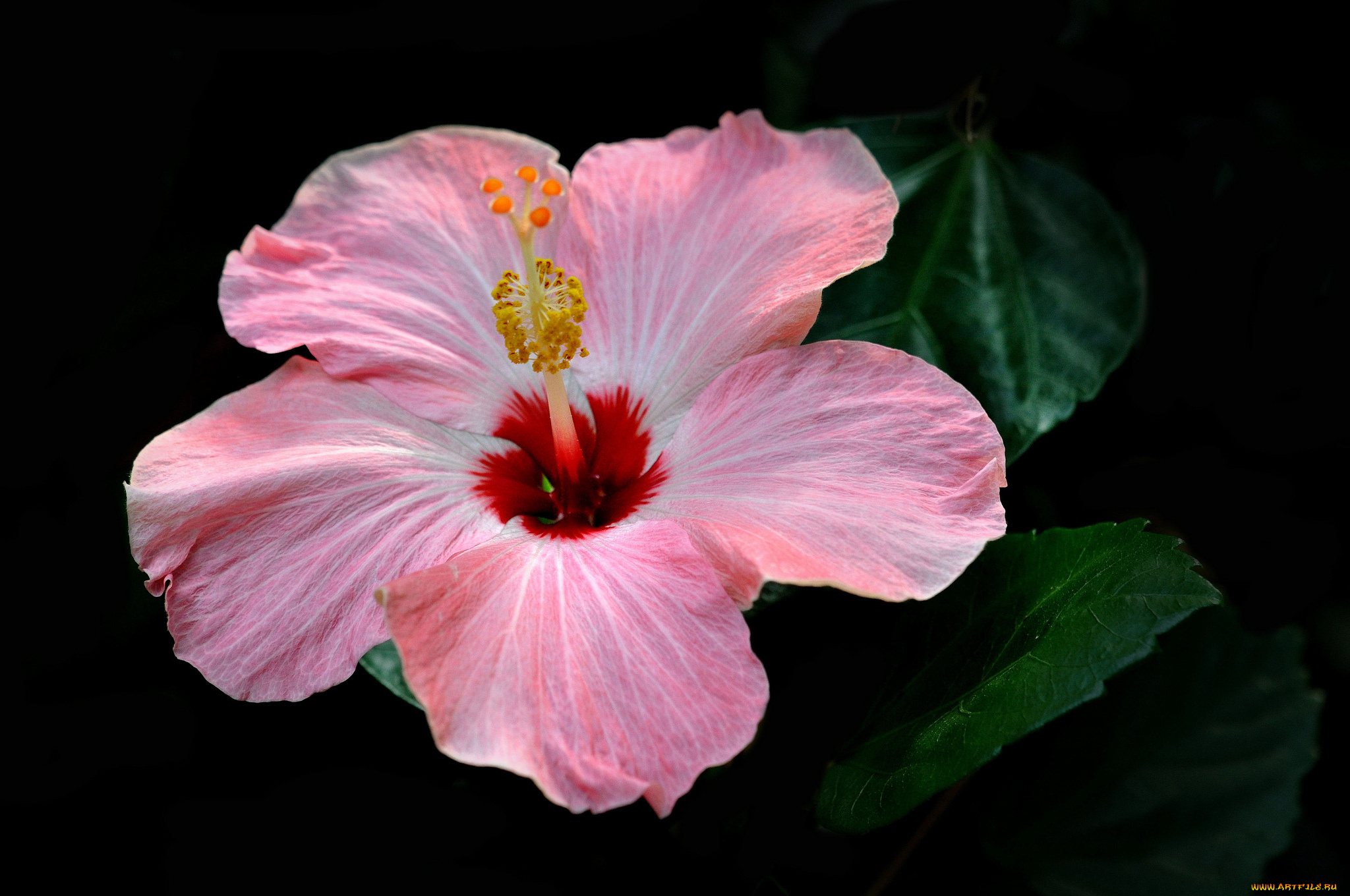 цветы, гибискусы, макро