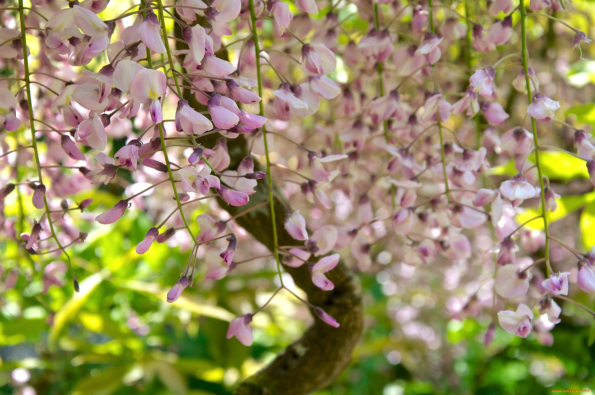 цветы, глициния, вистерия