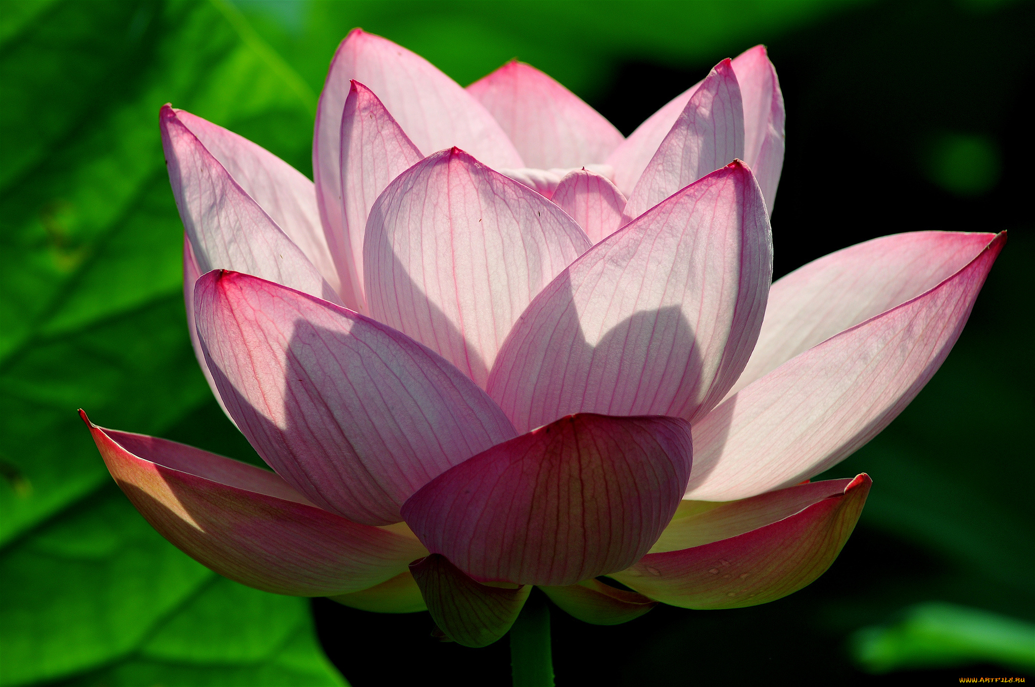 цветы, лотосы, лотос