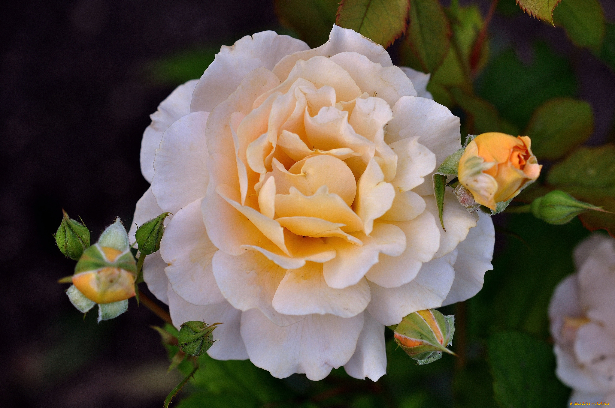 цветы, розы, макро