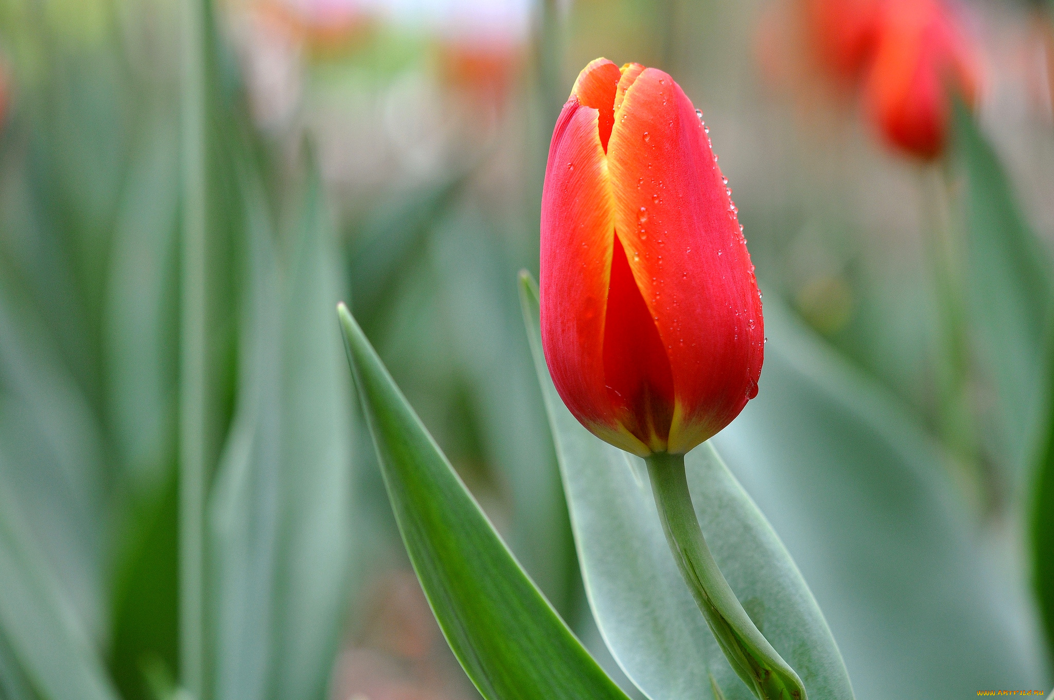 цветы, тюльпаны, бутон