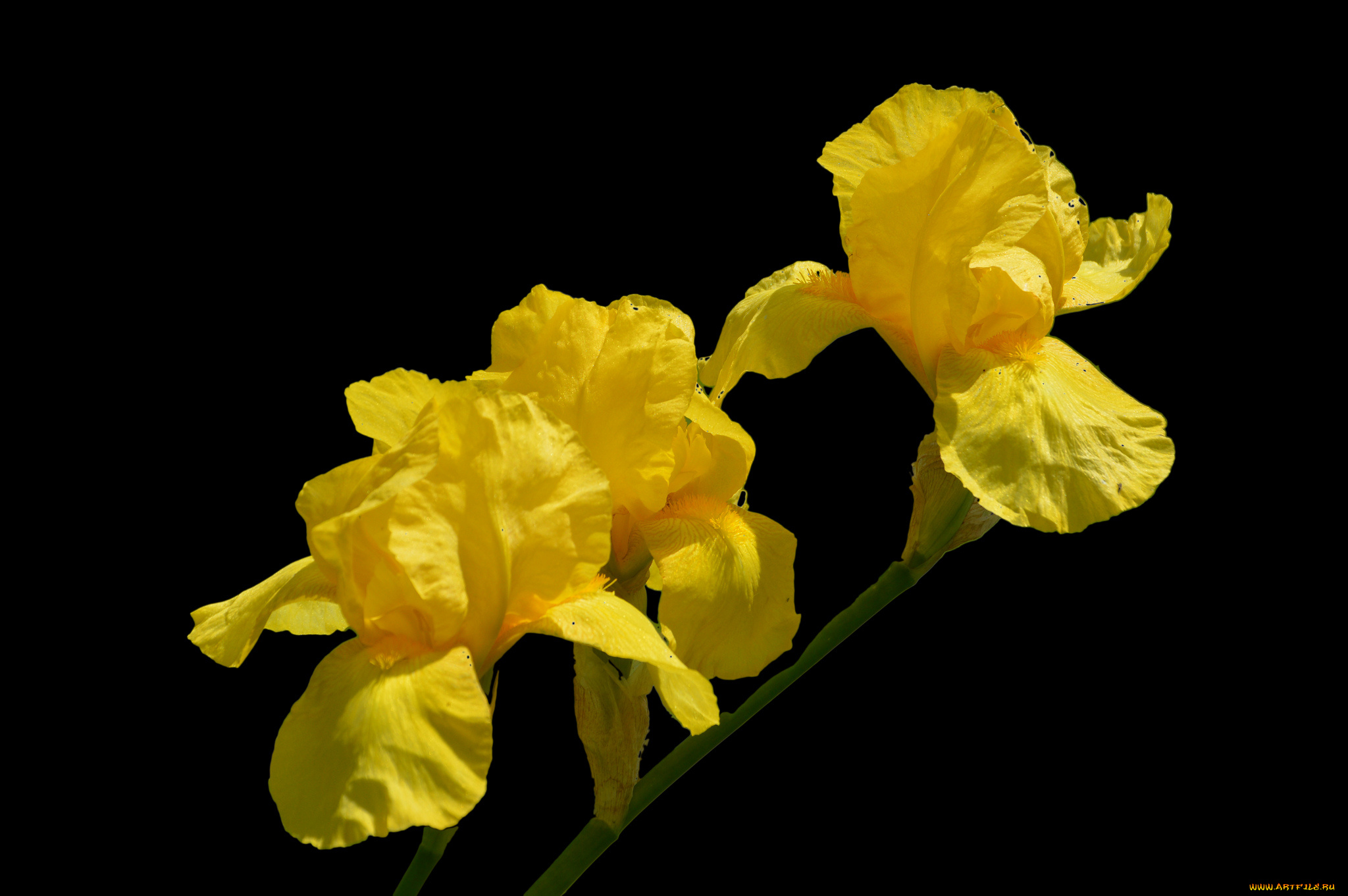 цветы, ирисы, стебель, цветки