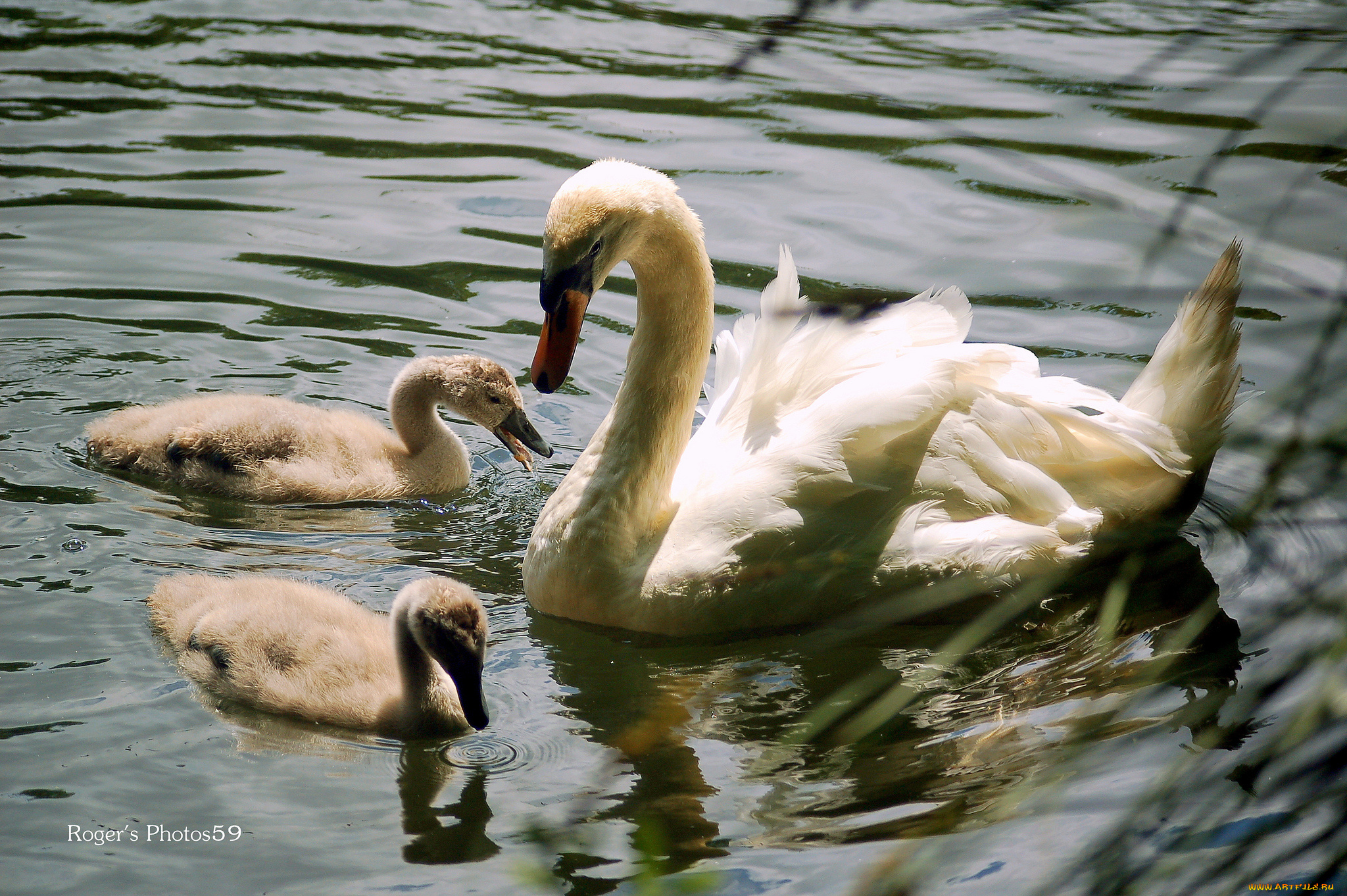 животные, лебеди, вода, птенцы