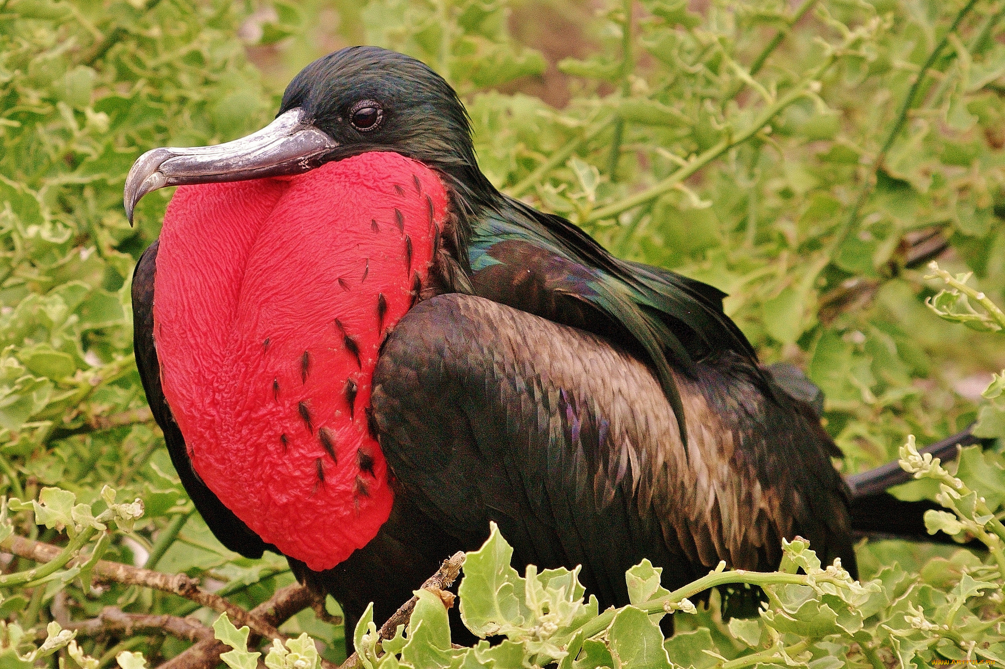 животные, фрегаты, фрегат, красный, зоб