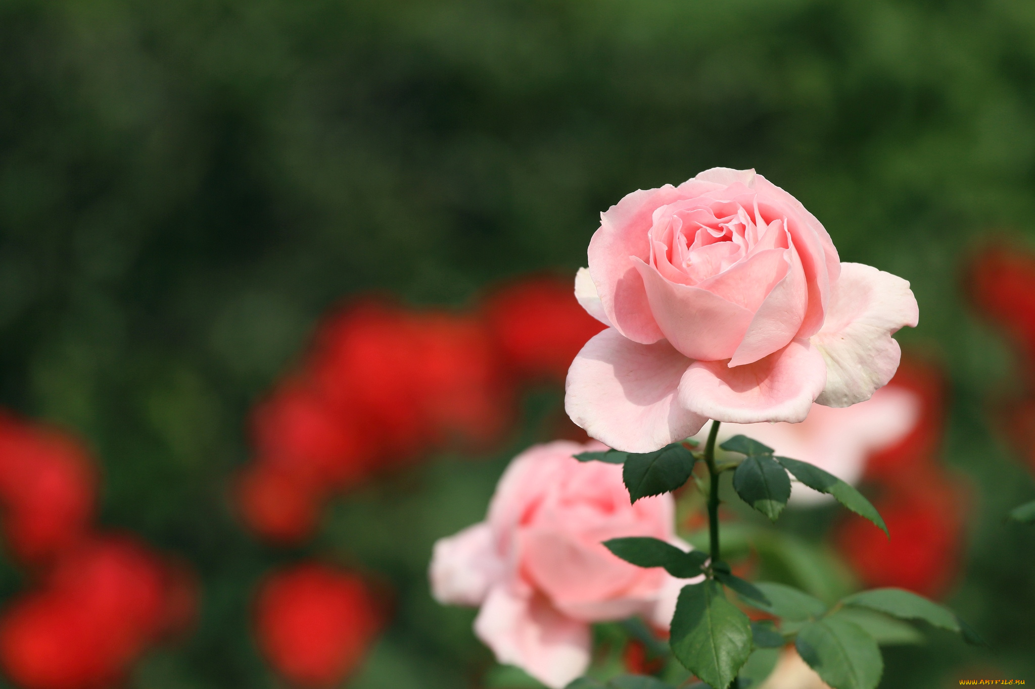 цветы, розы, розовый