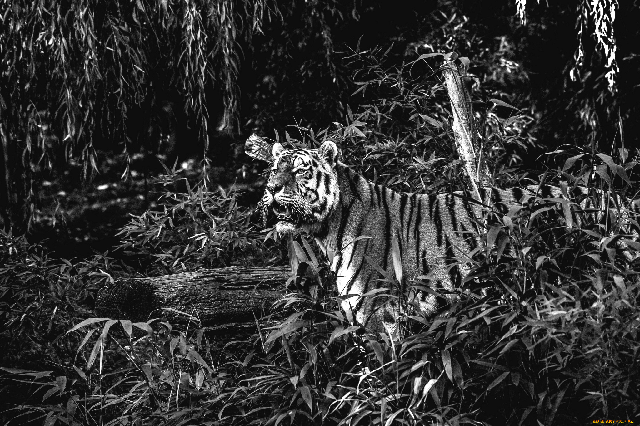 животные, тигры, хищник, заросли