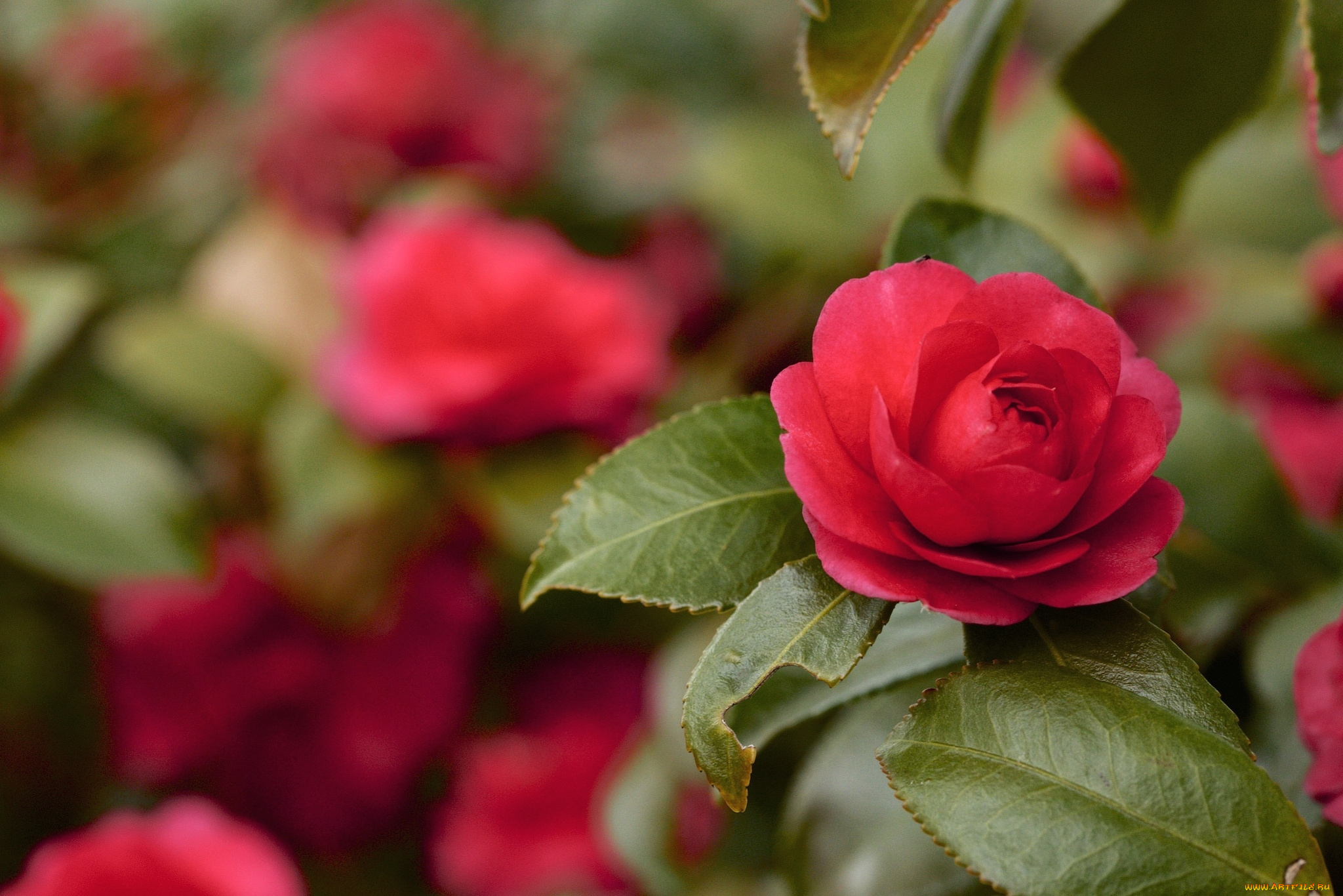 цветы, камелии, дерево