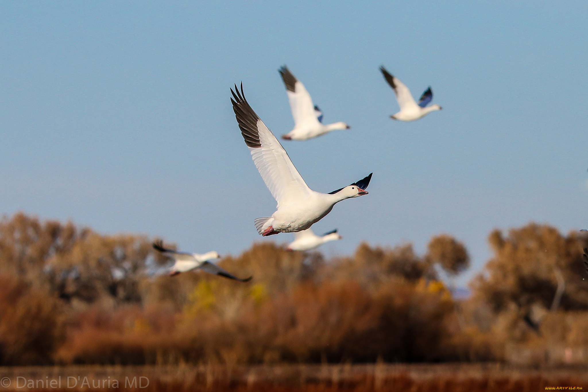 животные, гуси, полет