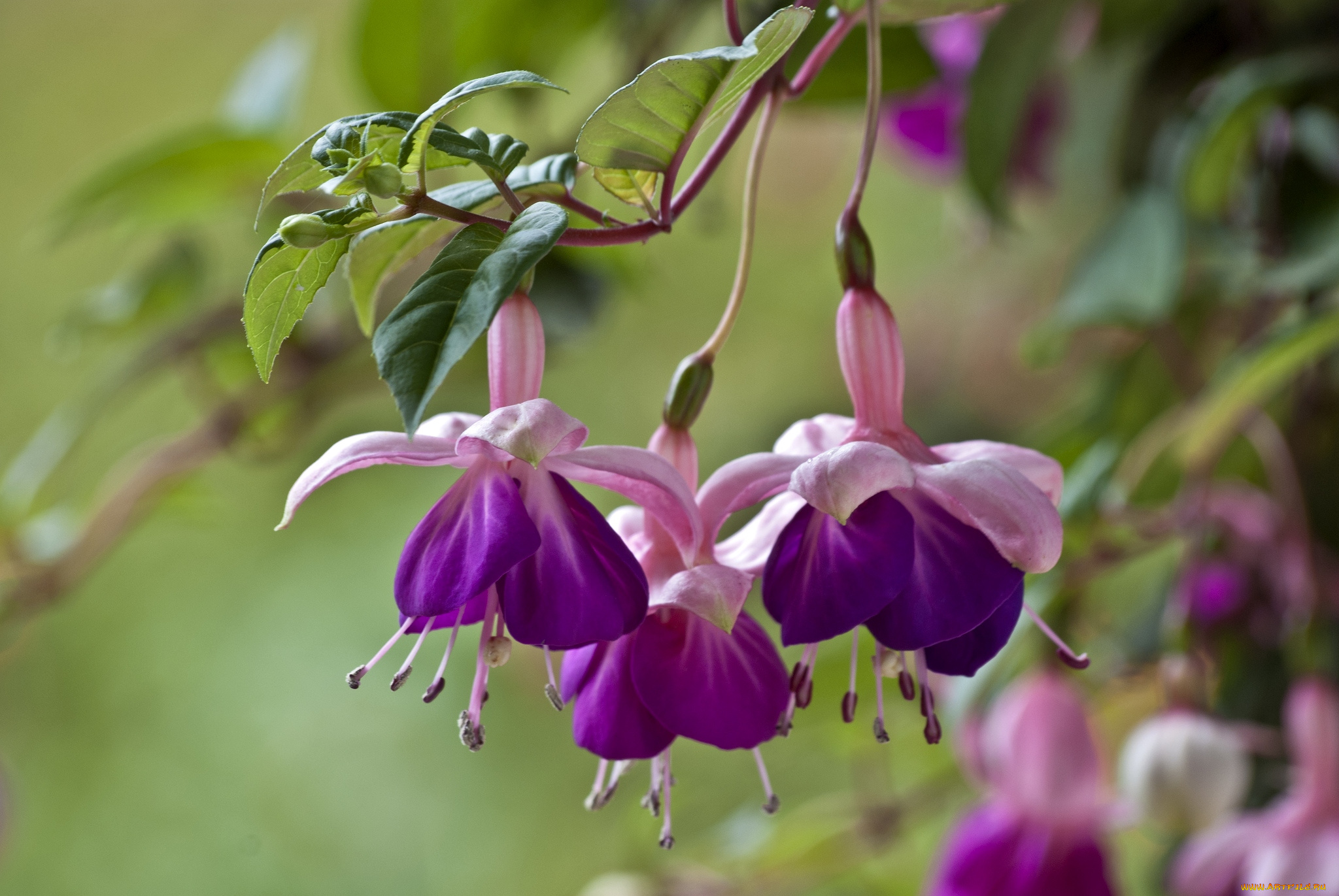 цветы, фуксия