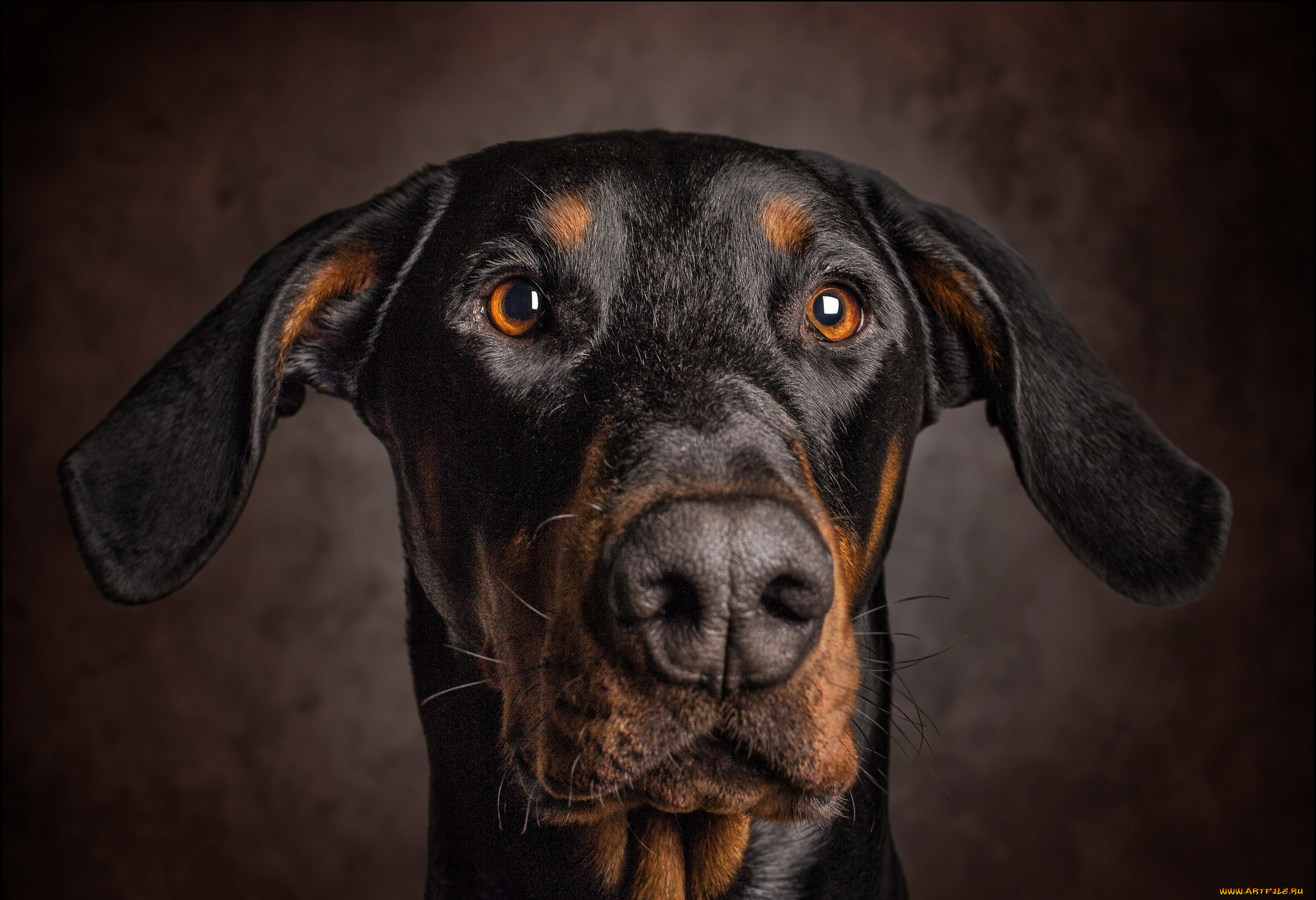 животные, собаки, уши, взгляд