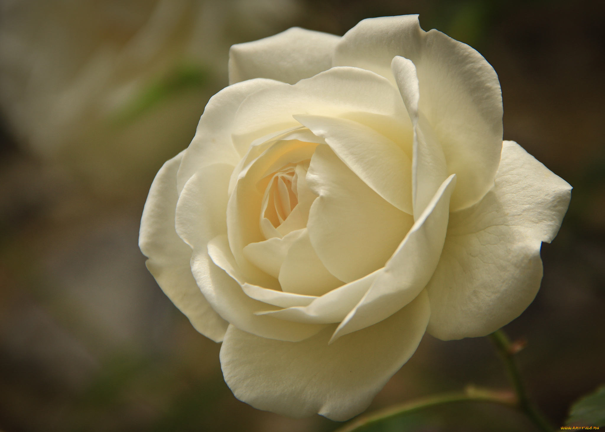 цветы, розы, роза, бутон, лепестки