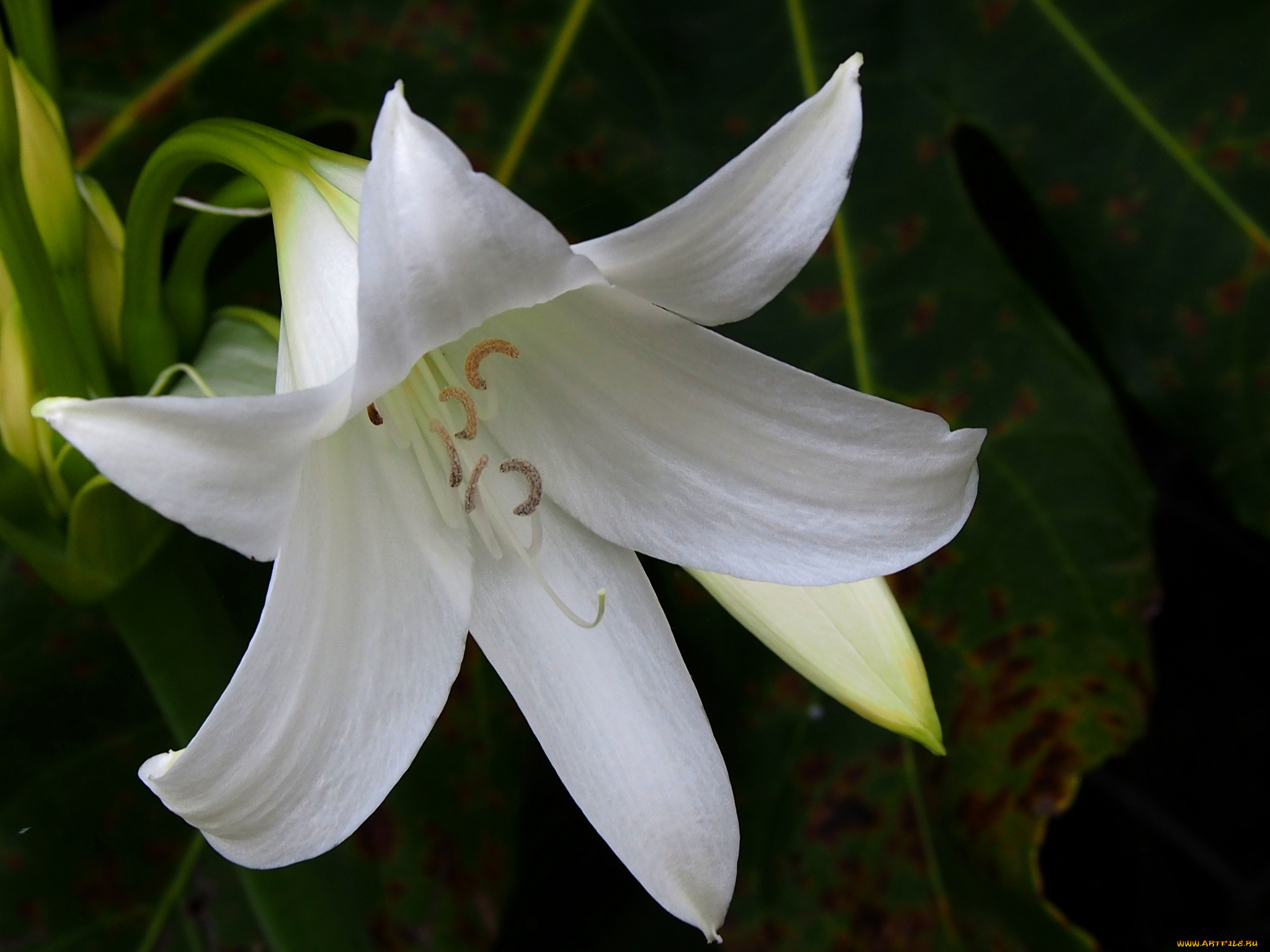 цветы, лилии, лилейники, лепестки, цветок, тычинки