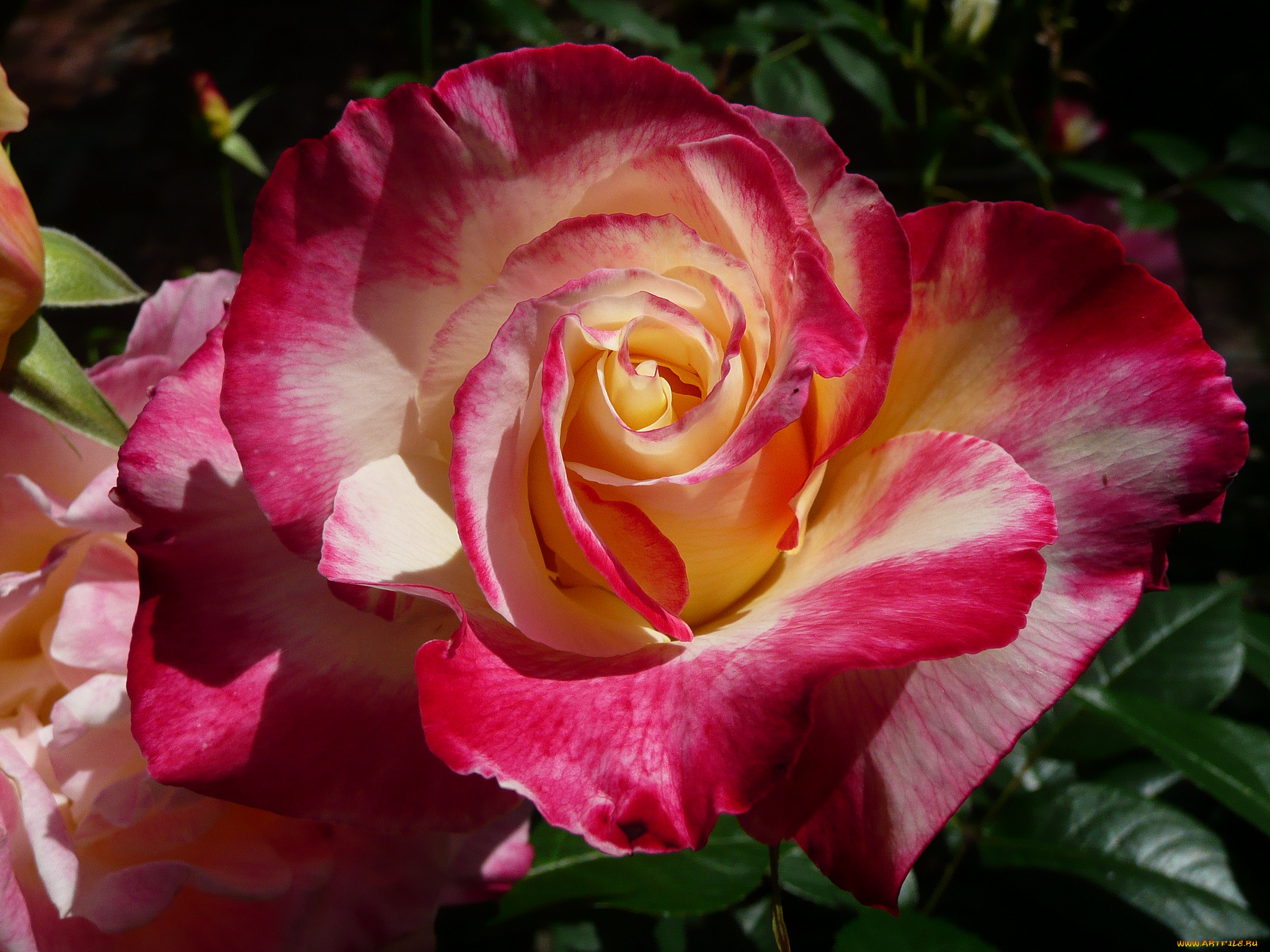 цветы, розы, лепестки, роза, бутон