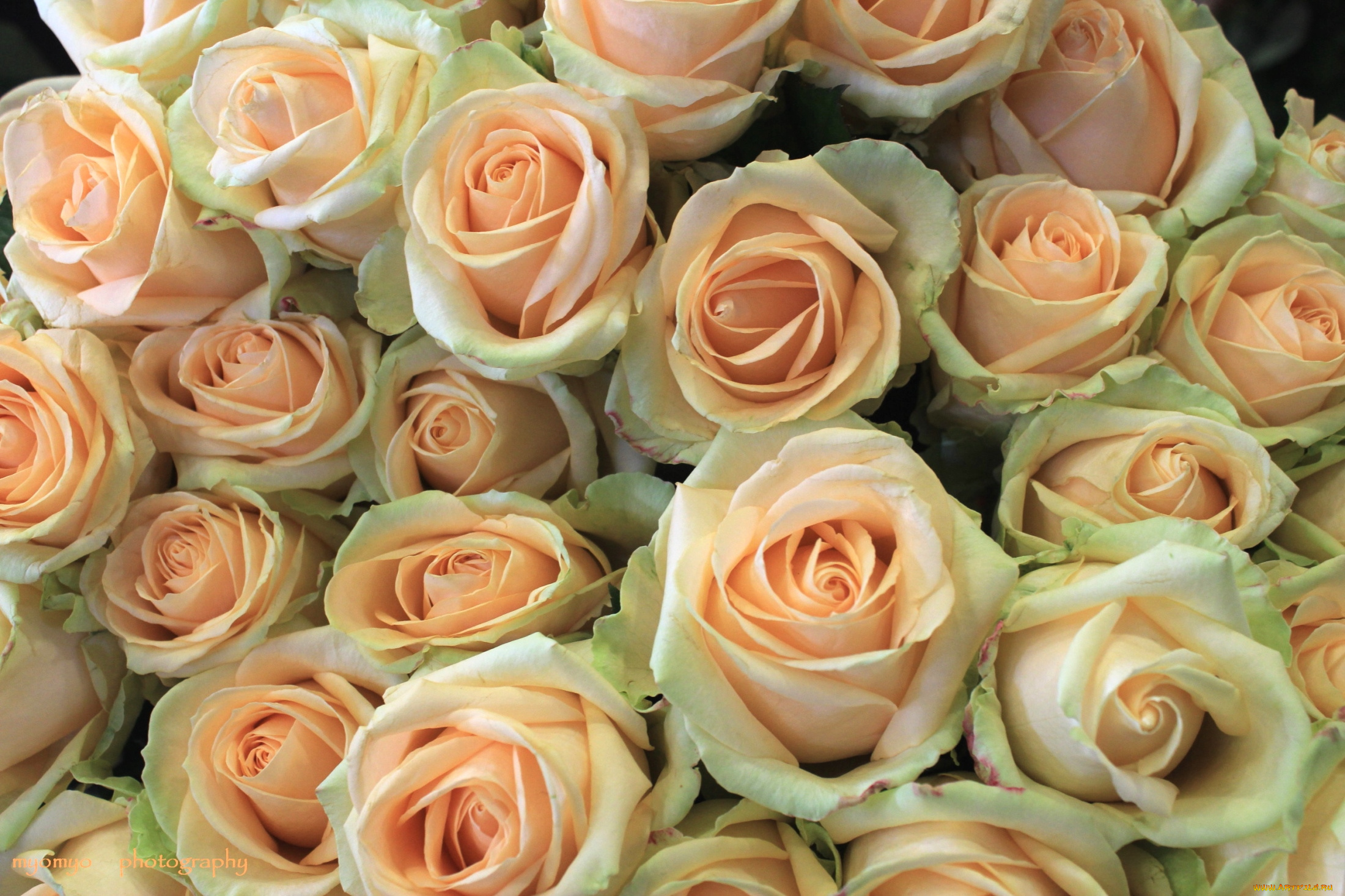 цветы, розы, много