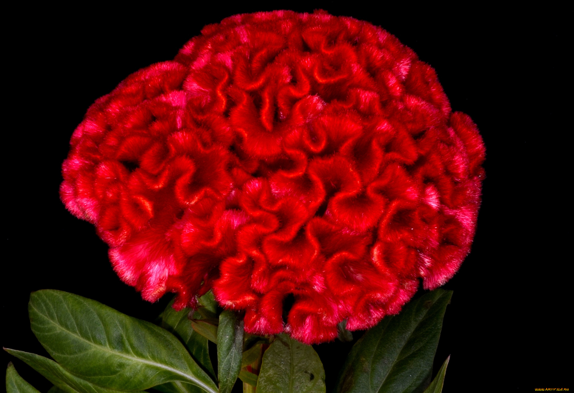 цветы, амаранты, гребешок