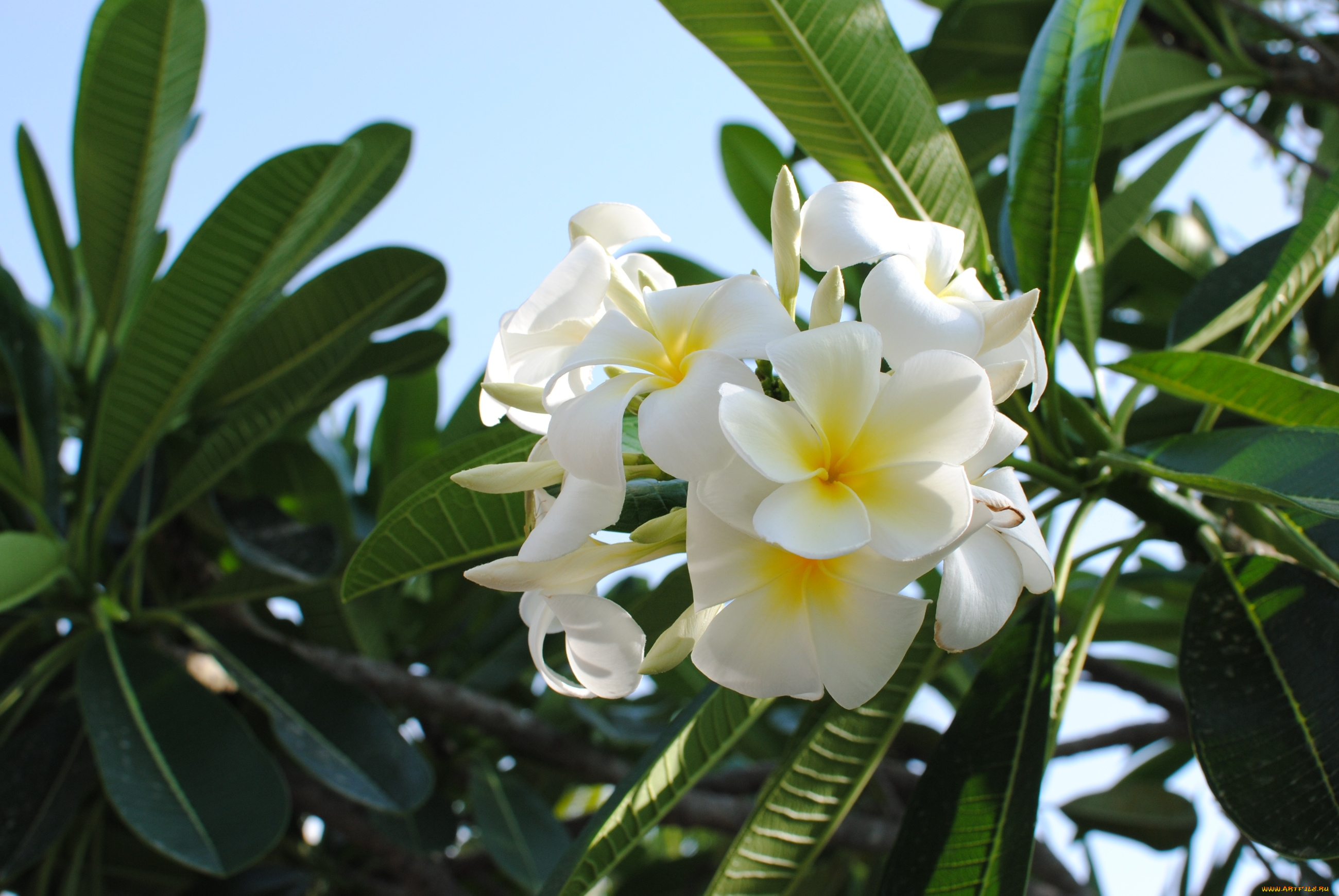 цветы, плюмерия, тропики