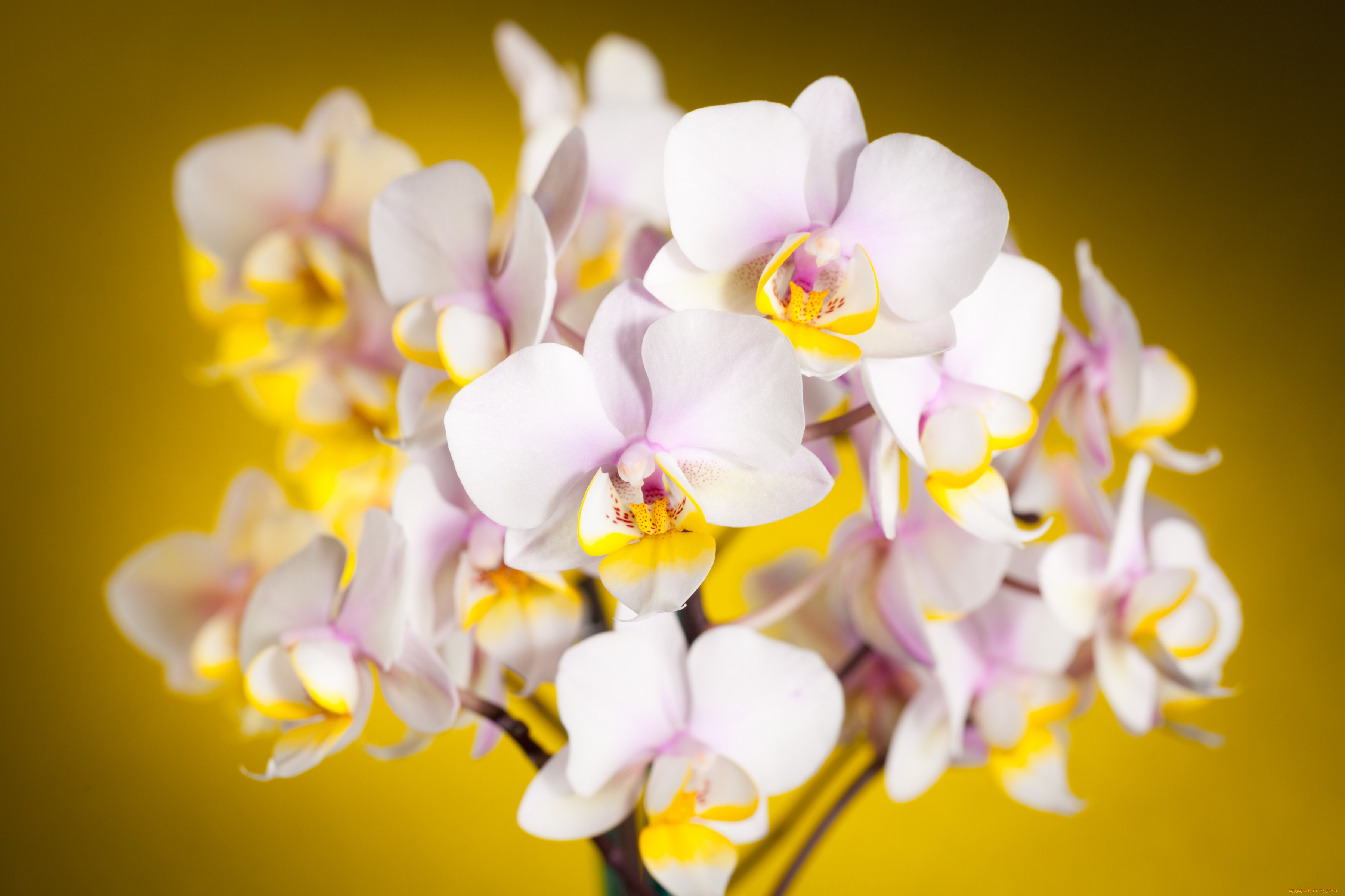 цветы, орхидеи, ветки