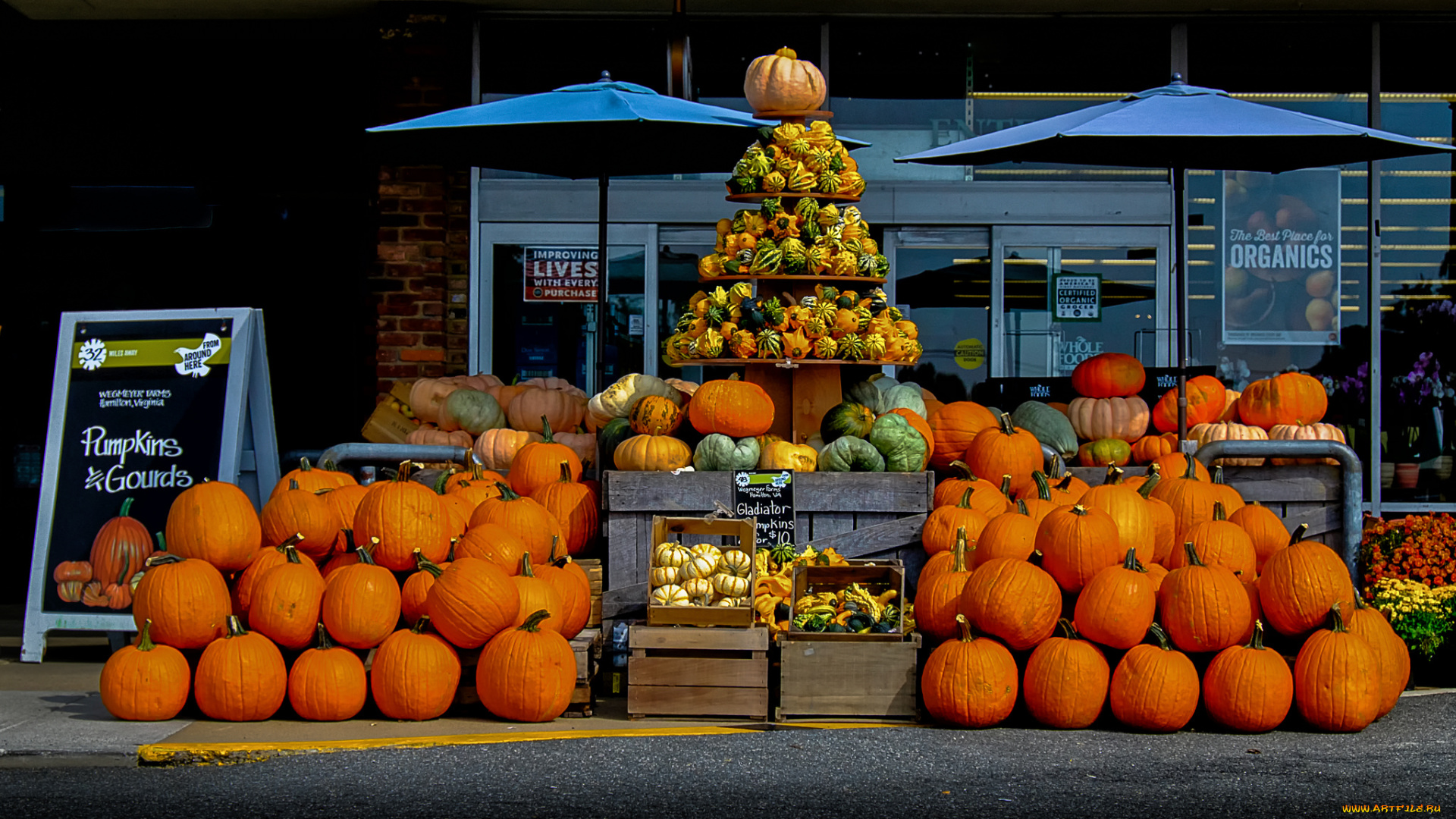 еда, тыква, урожай