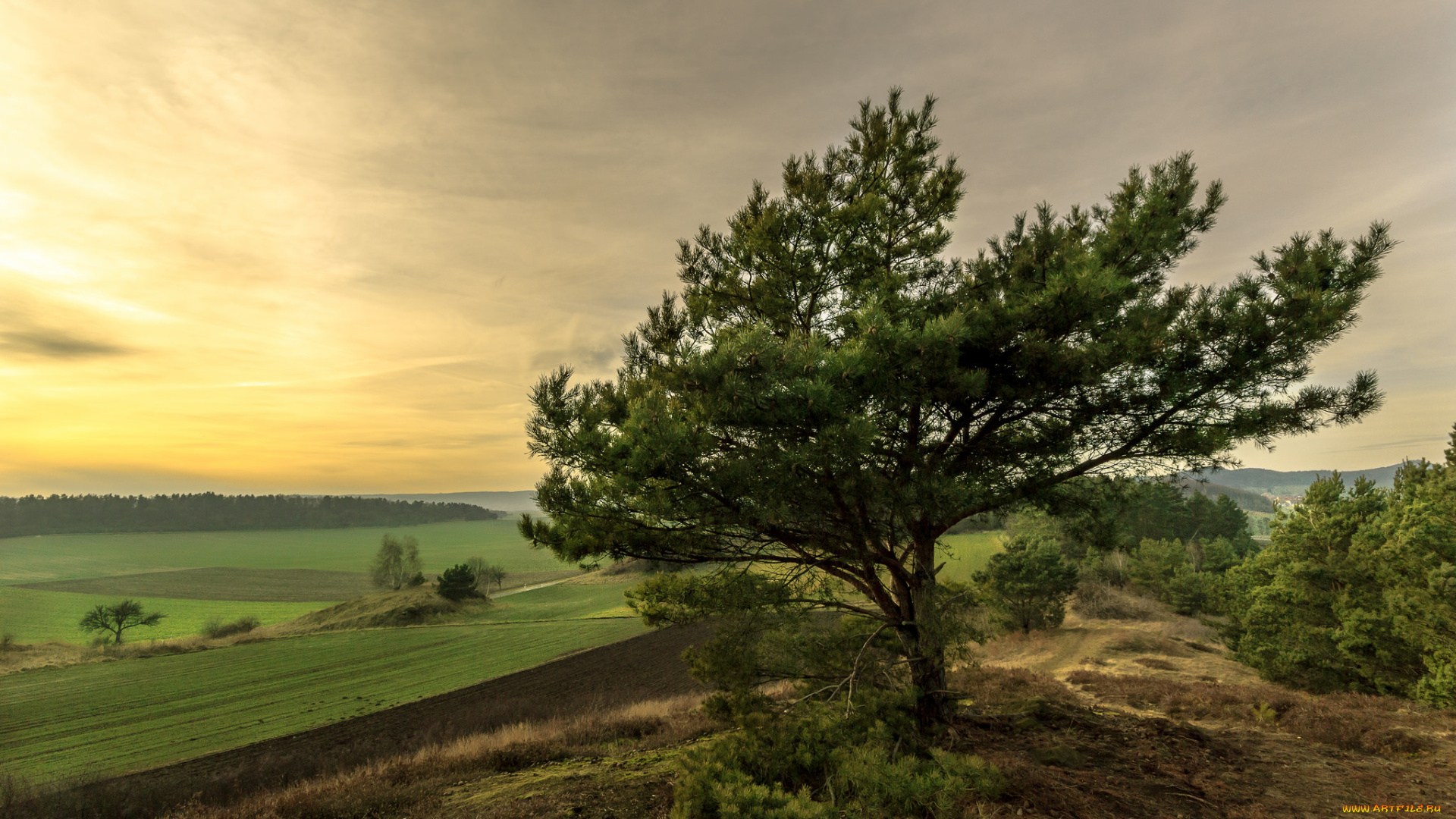 природа, деревья, дерево, утро, горизонт, равнина