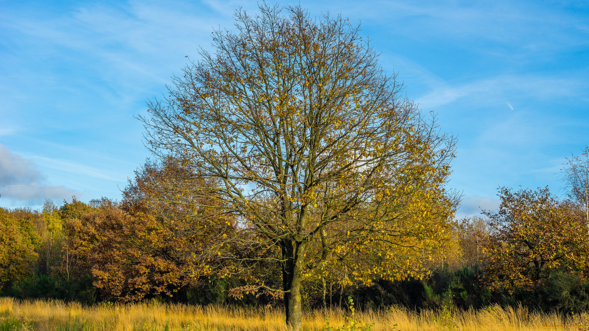 природа, деревья, лес, дерево, поляна