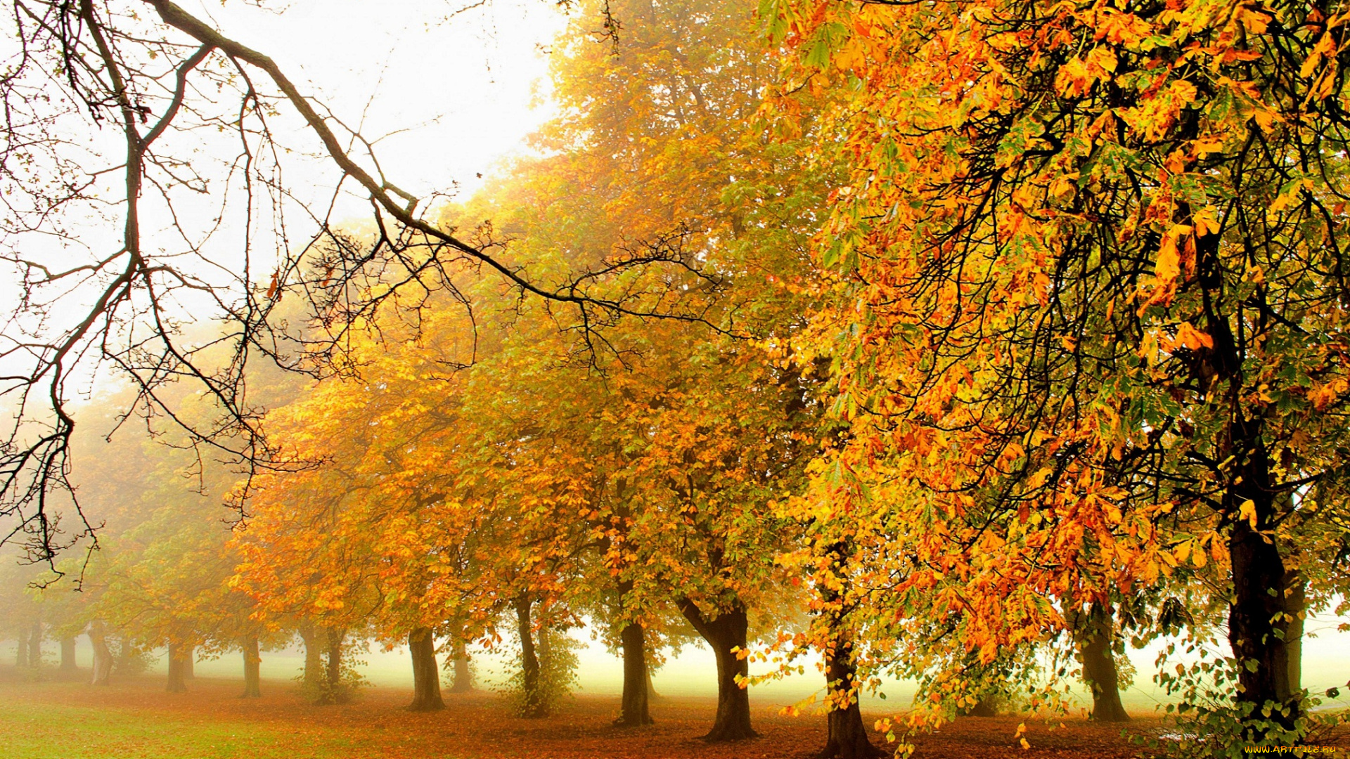 природа, деревья, парк, лес, дорога