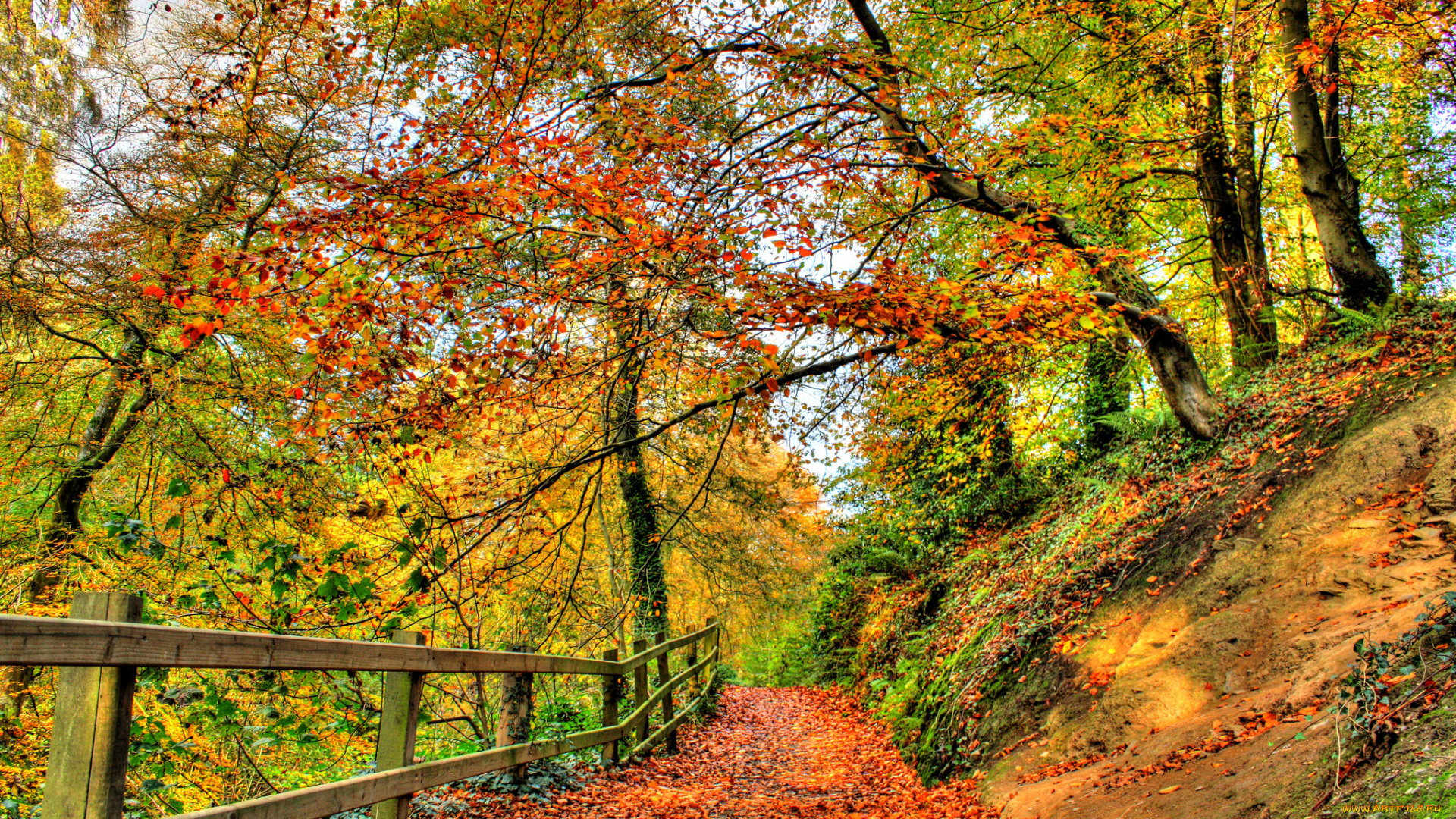 природа, дороги, краски, лес, осень, мостик