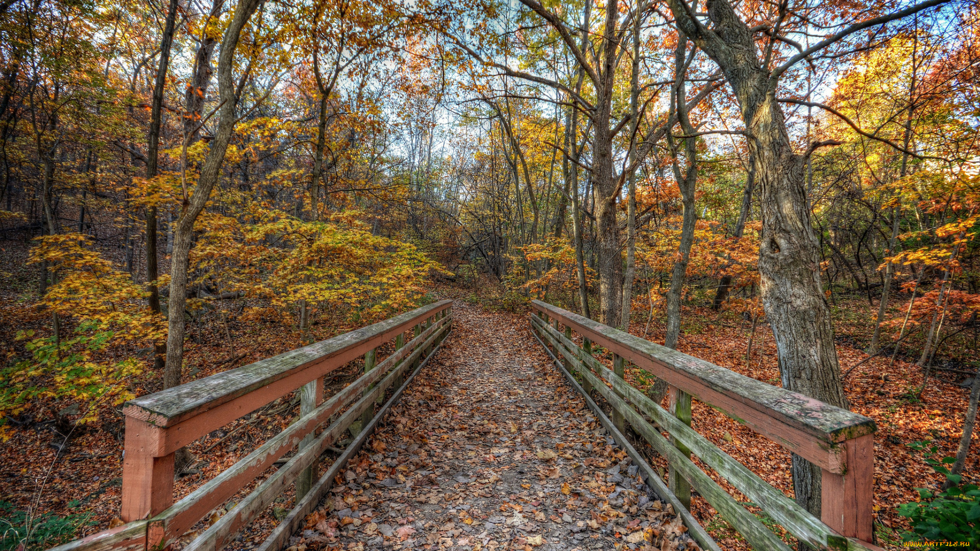 природа, дороги, лес, осень, мостик, краски