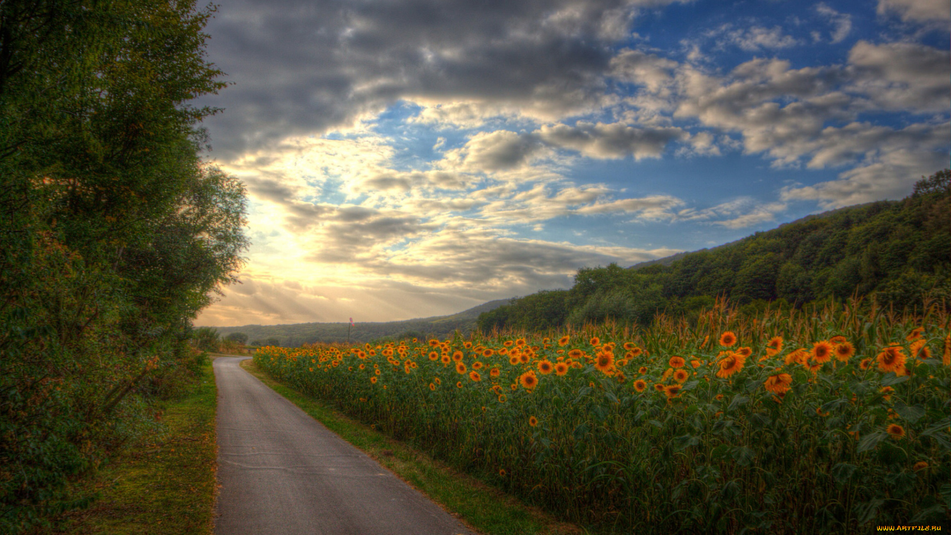 природа, дороги, подсолнухи, трасса, лес
