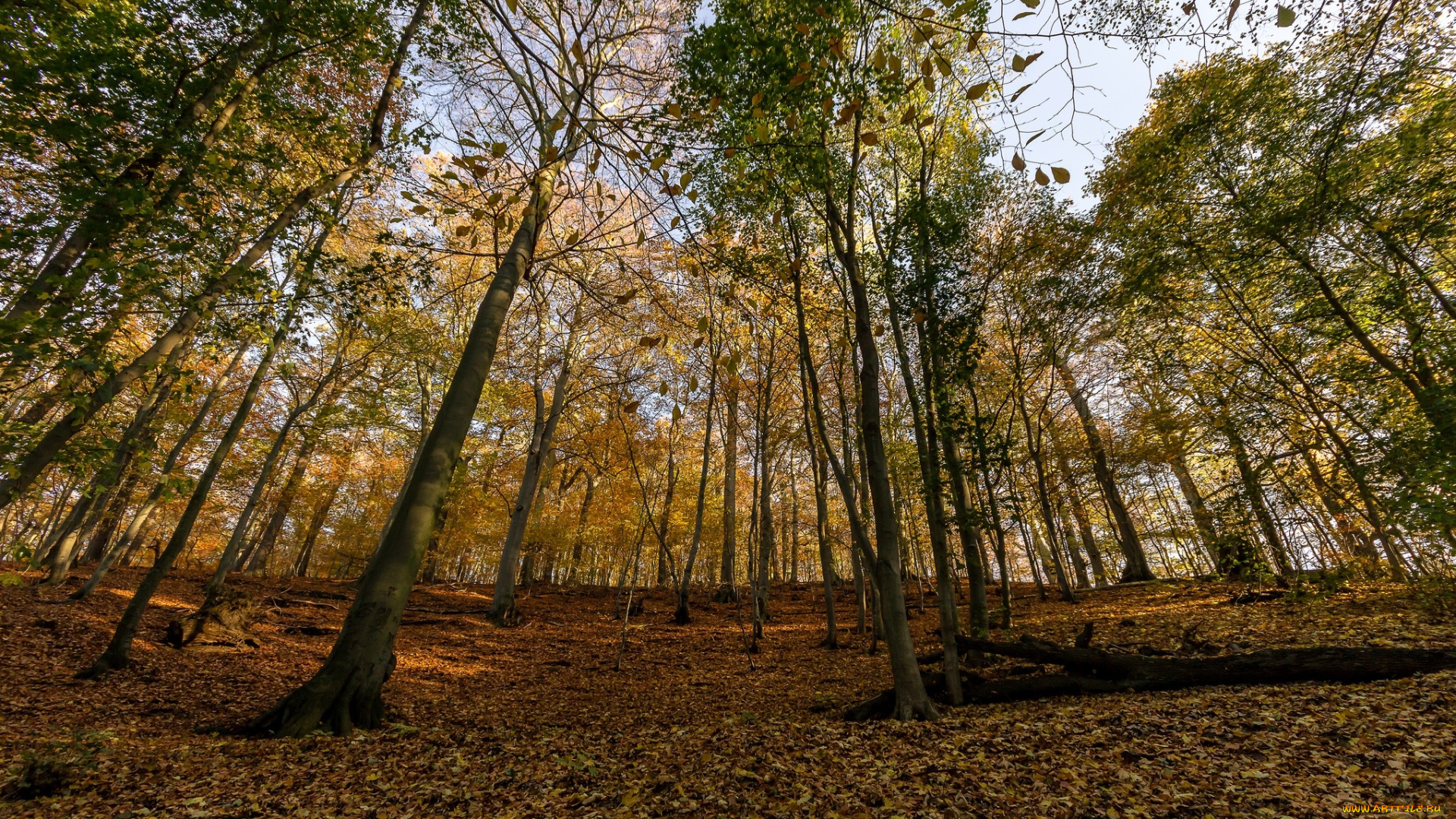 природа, лес, листва, осень