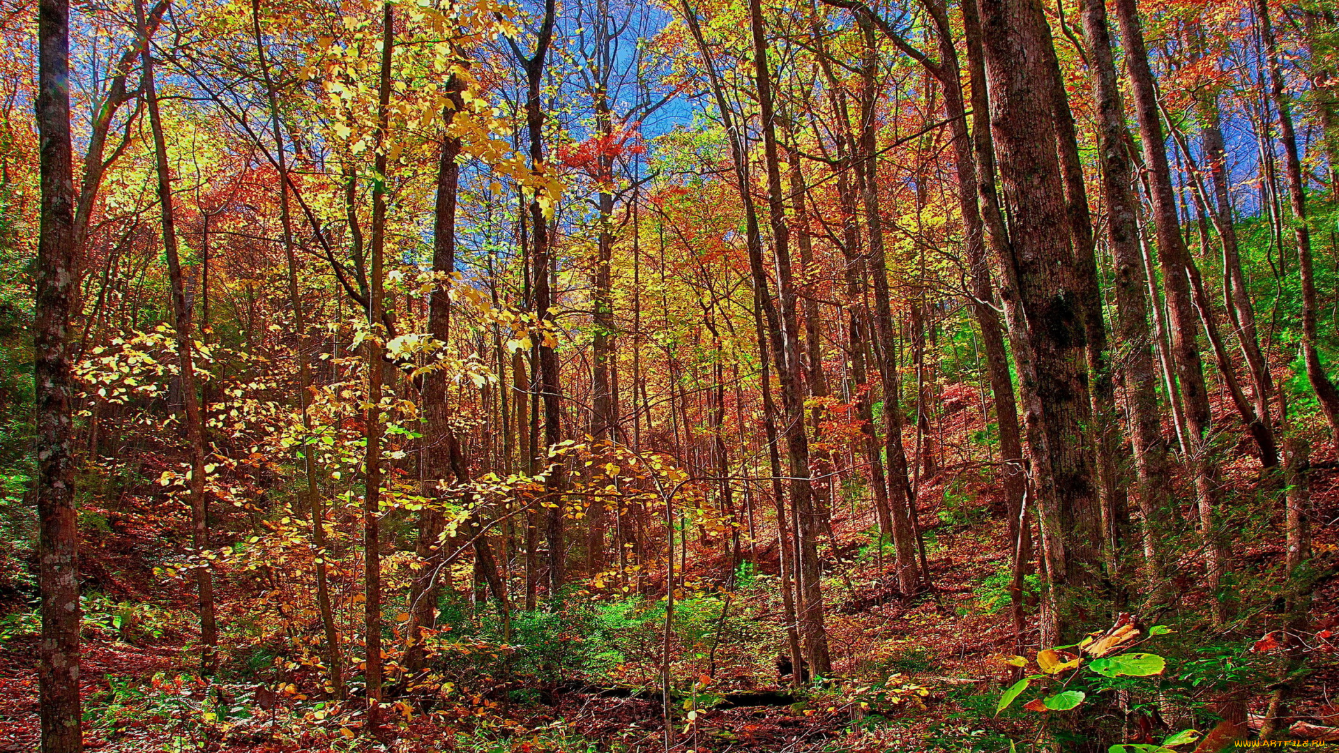 природа, лес, осень, деревья, листва