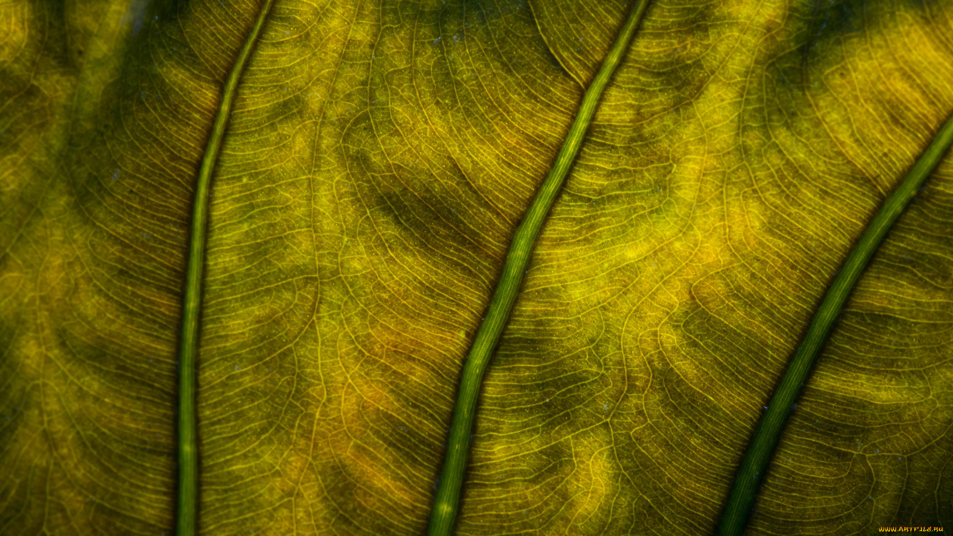 природа, листья, макро, зелёный, лист