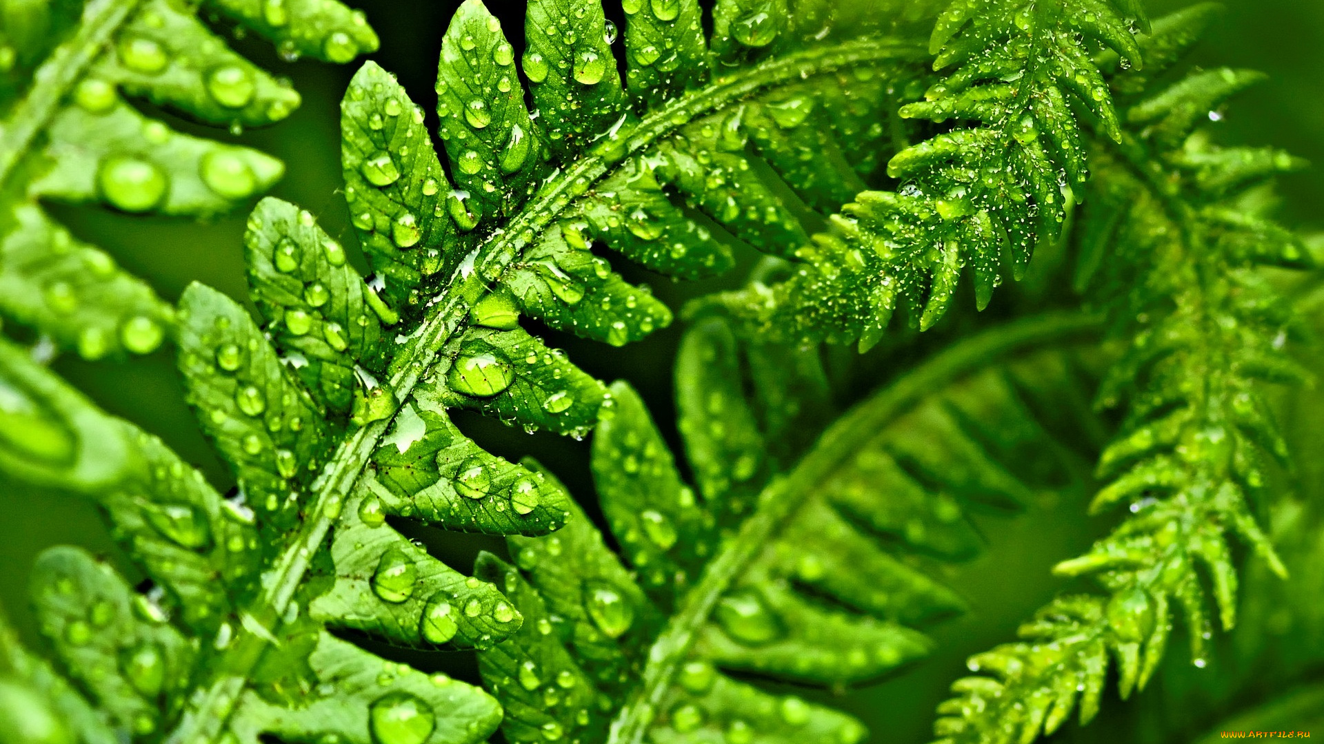 природа, листья, роса, вода, капли, macro, green, зеленый, листик, макро