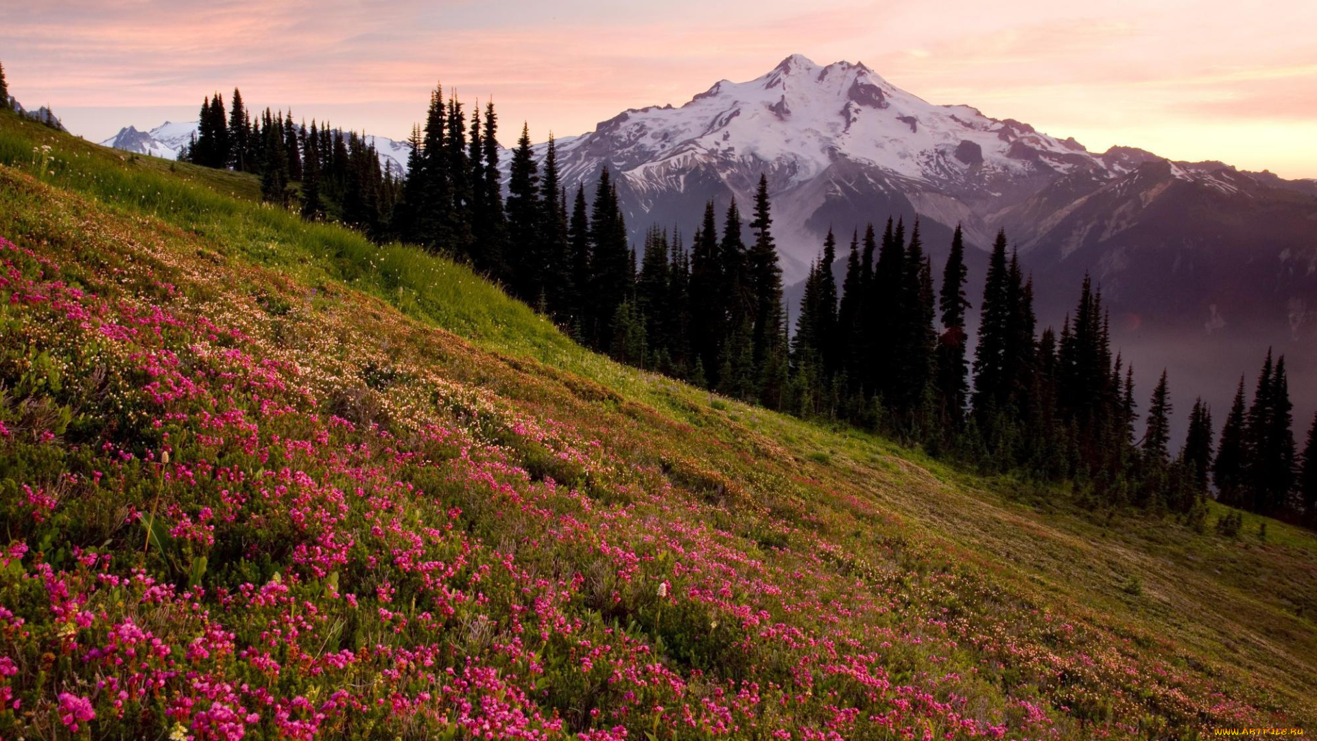 природа, луга, горы, склон, цветение, цветы, весна, деревья, вершина