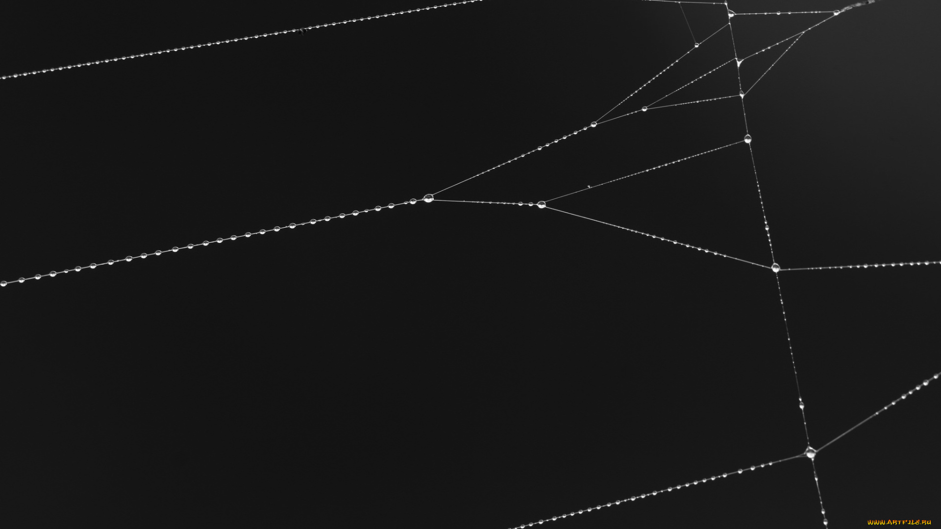 природа, макро, паутина, фон, капли