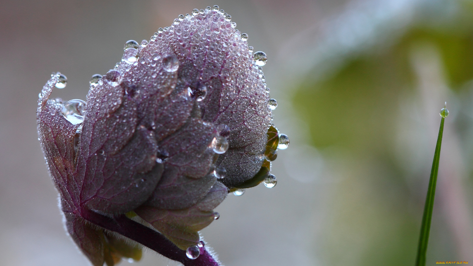 природа, макро, роса, утро, вода, капли, листья, травинка