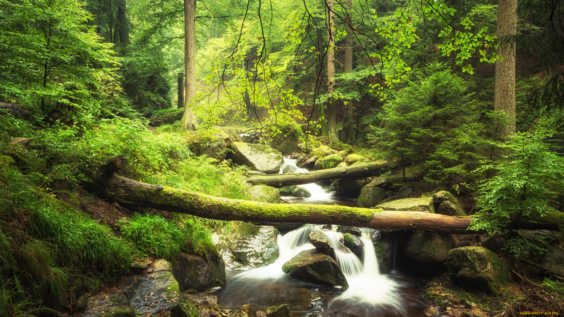 природа, реки, озера, ручей, бревно, лес
