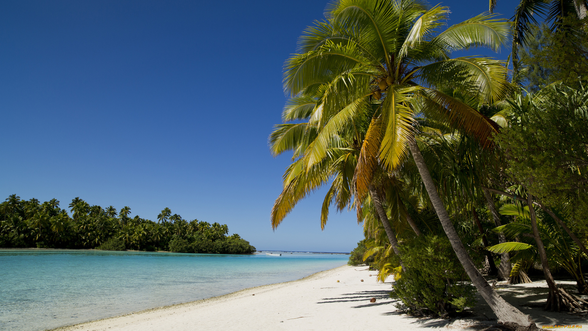 природа, тропики, океан, пальма, пляж, бухта