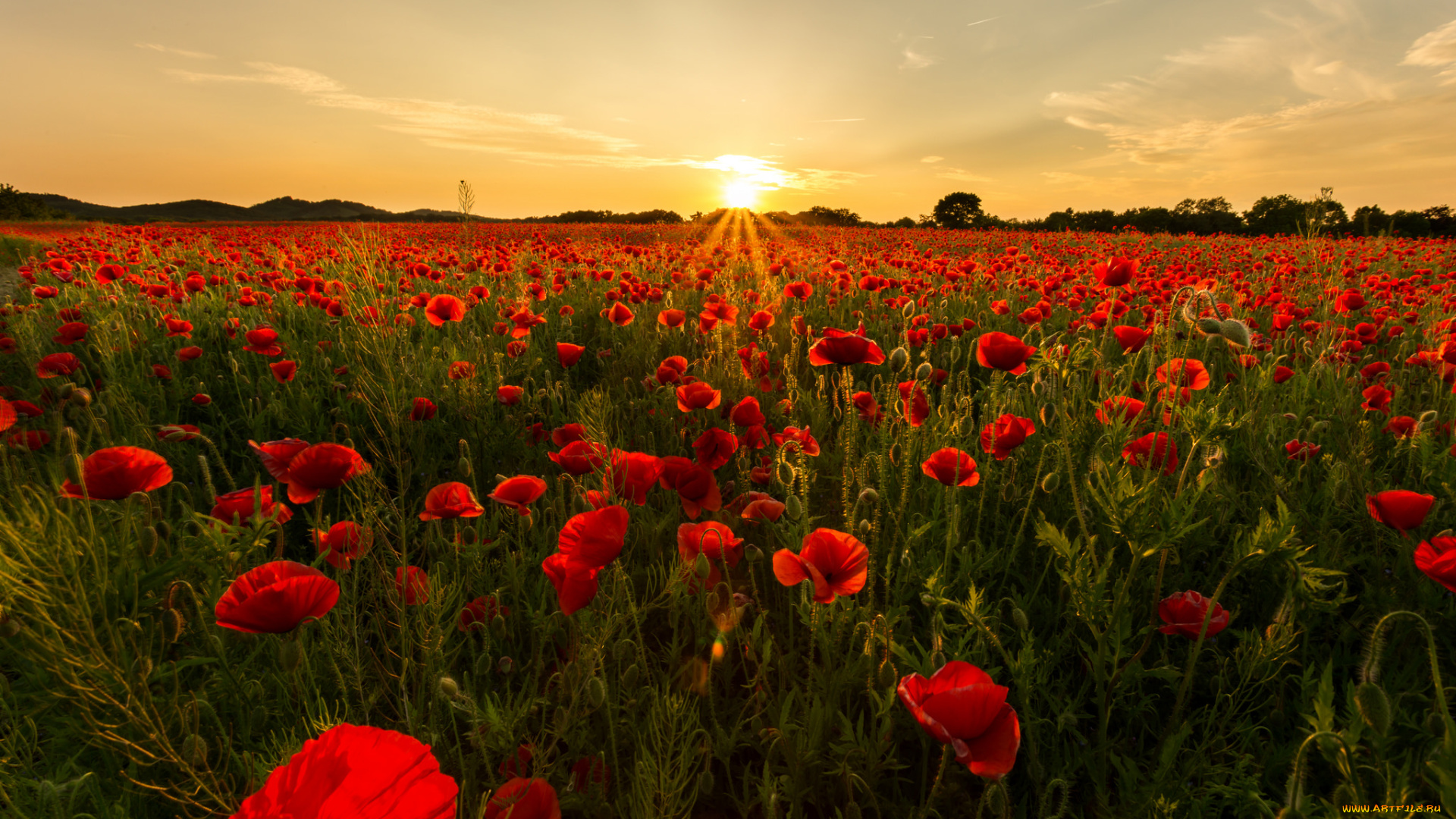природа, восходы, закаты, поле, маки, заря
