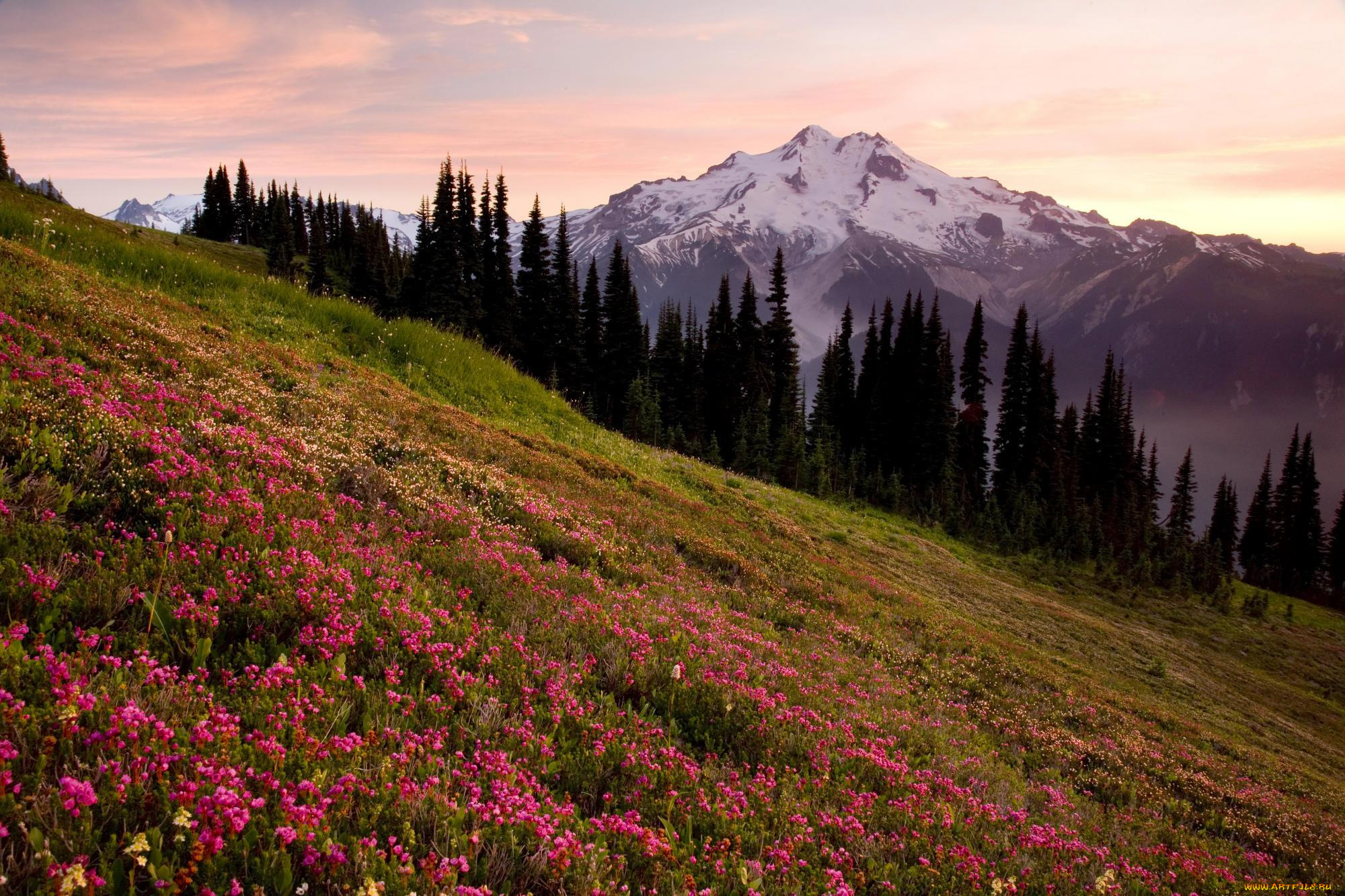 природа, луга, горы, склон, цветение, цветы, весна, деревья, вершина