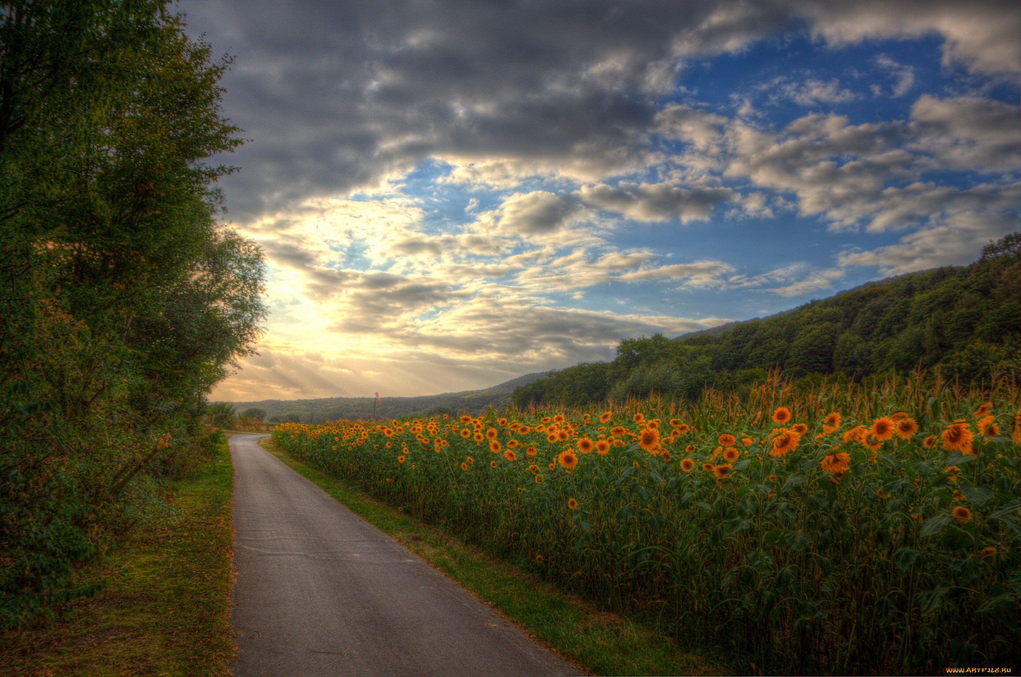 природа, дороги, подсолнухи, трасса, лес