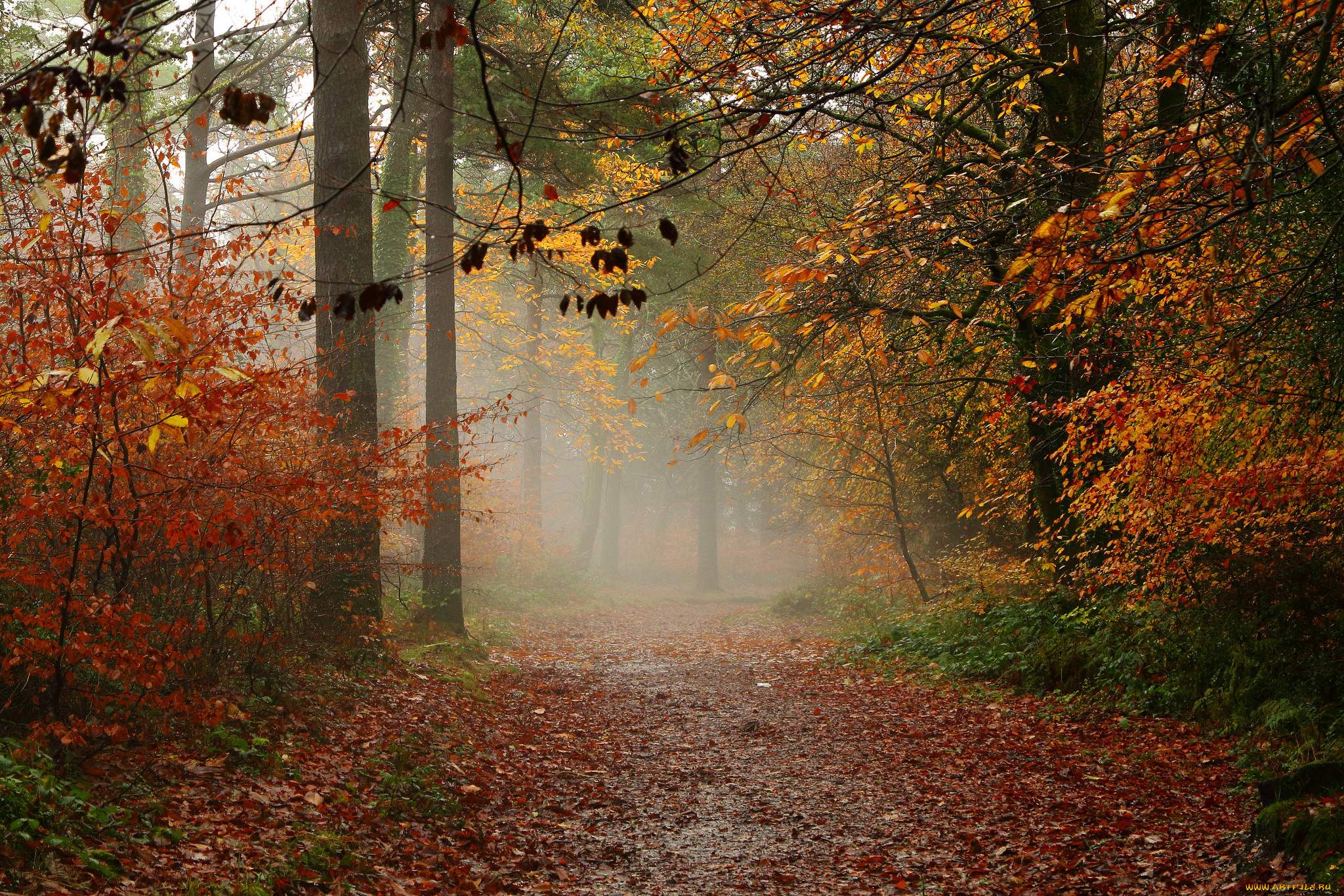 природа, дороги, туман, лес, тропинка, осень
