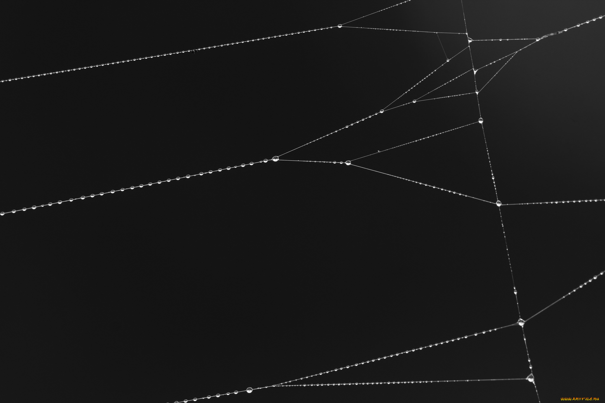 природа, макро, паутина, фон, капли