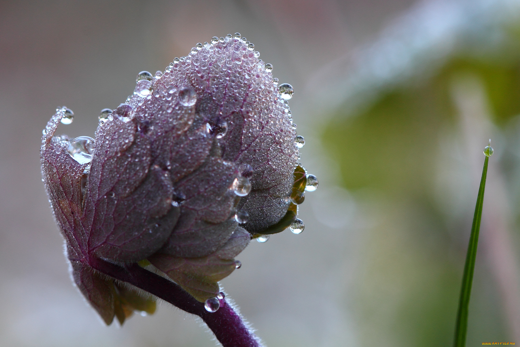 природа, макро, роса, утро, вода, капли, листья, травинка
