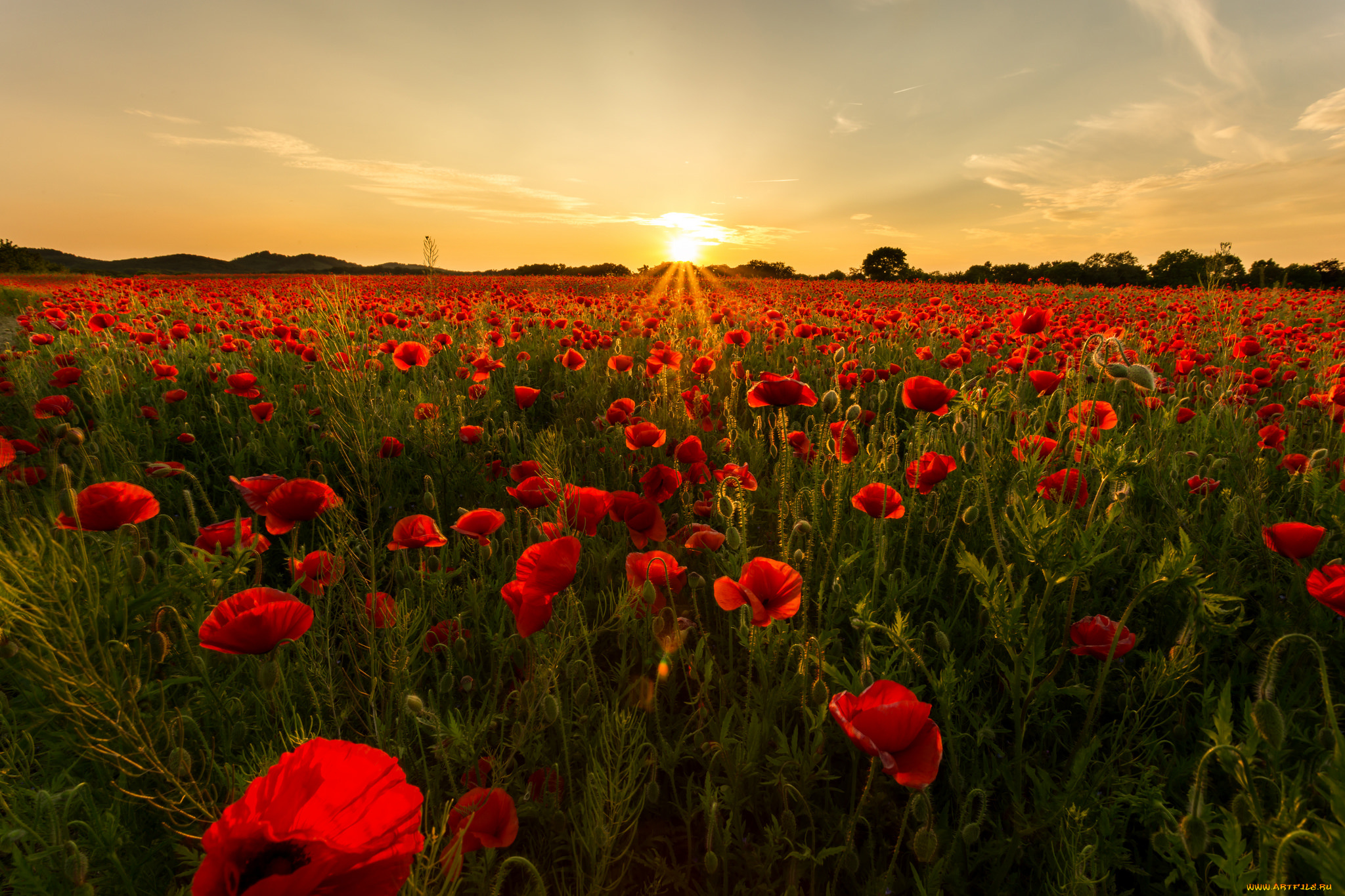 природа, восходы, закаты, поле, маки, заря