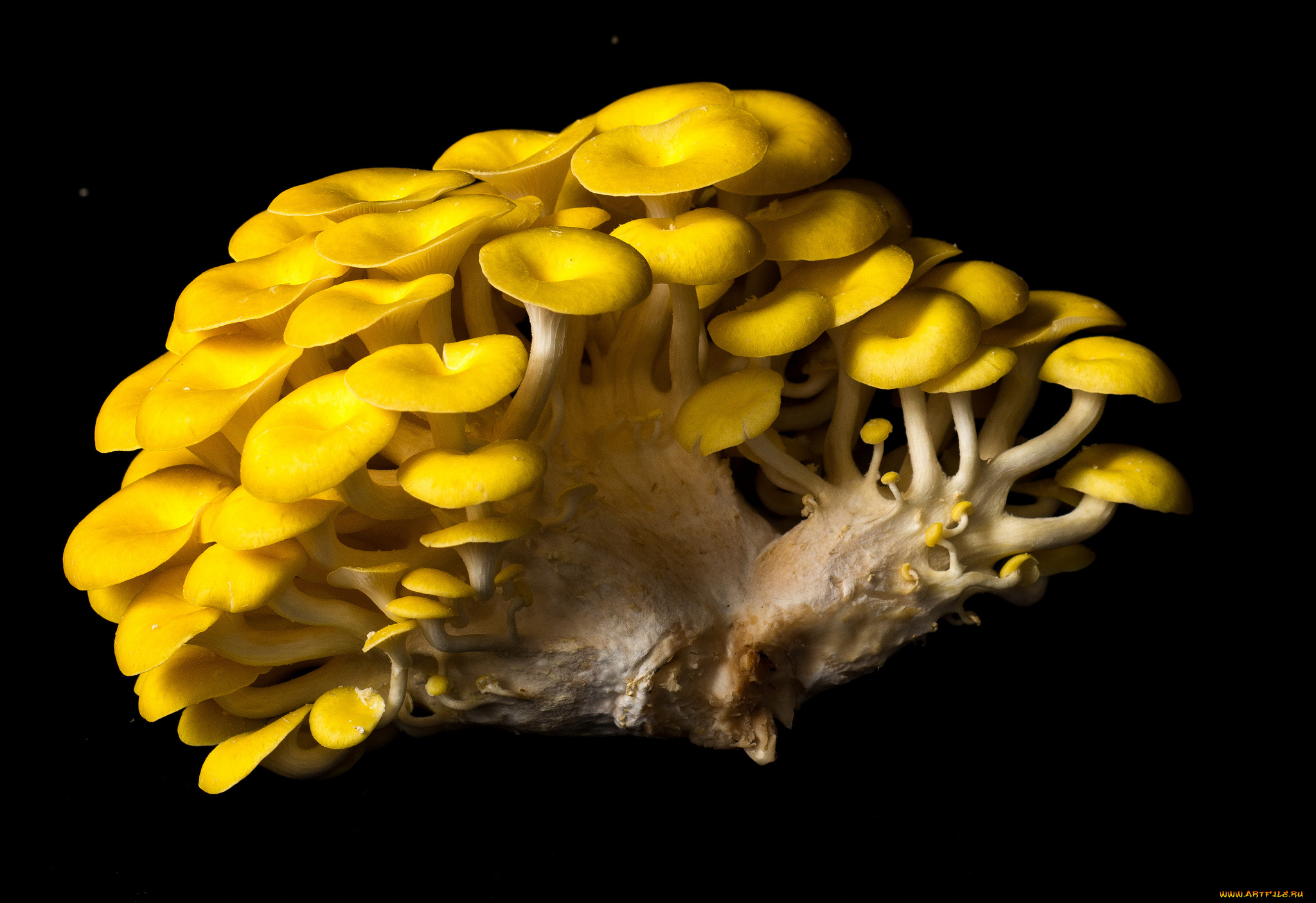 еда, грибы, , грибные, блюда, чёрный, фон