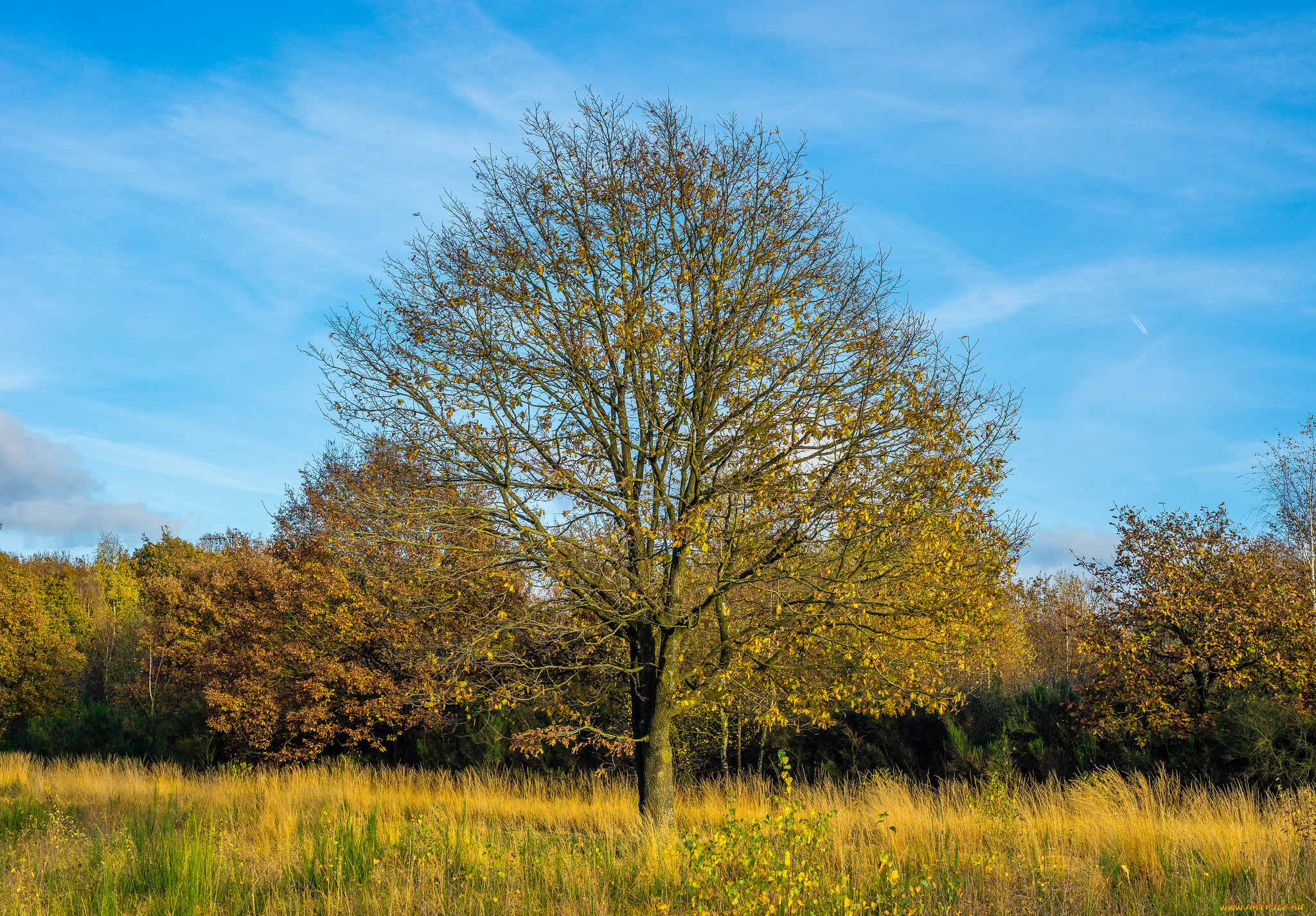 природа, деревья, лес, дерево, поляна