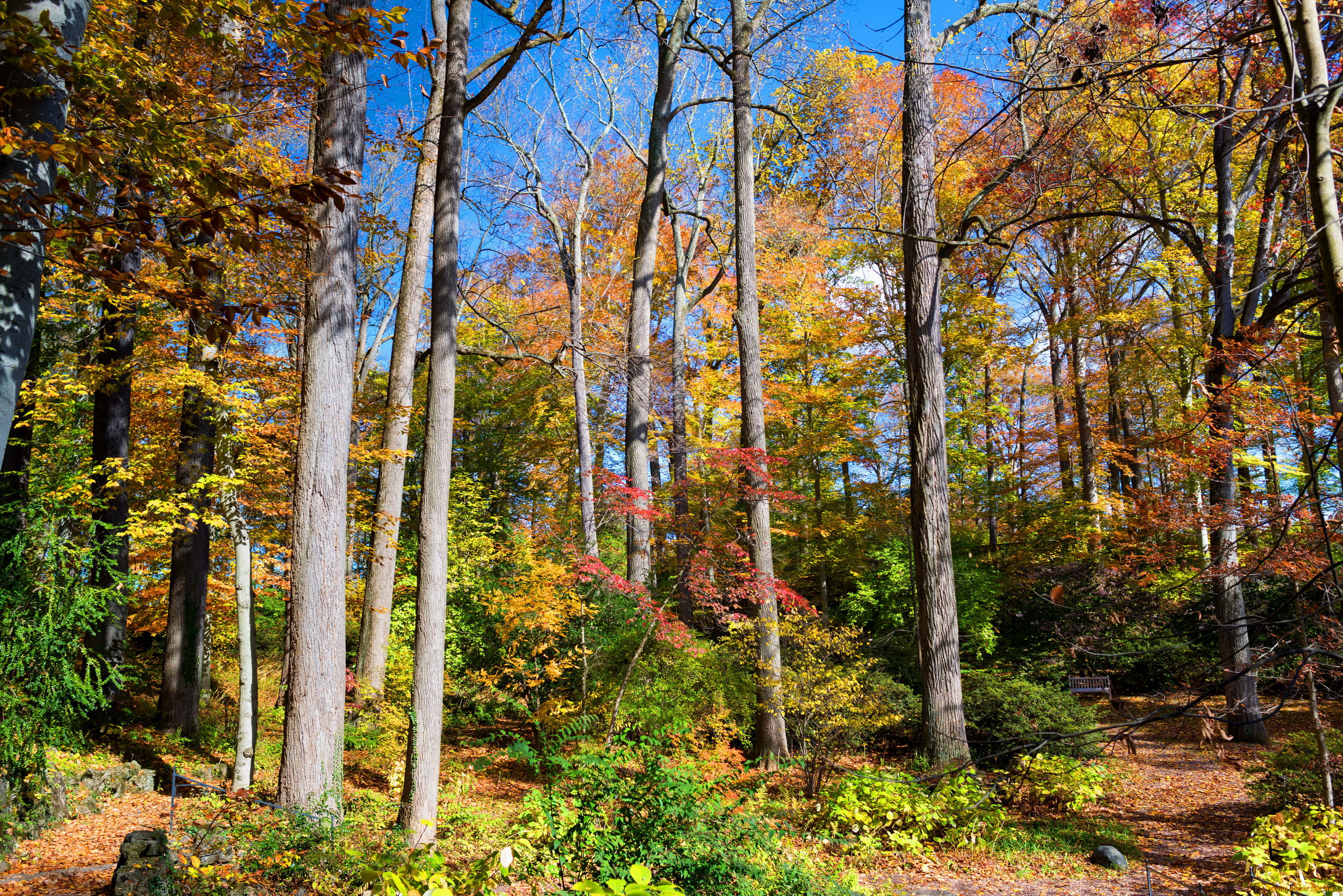 природа, лес, деревья, дорога, осень