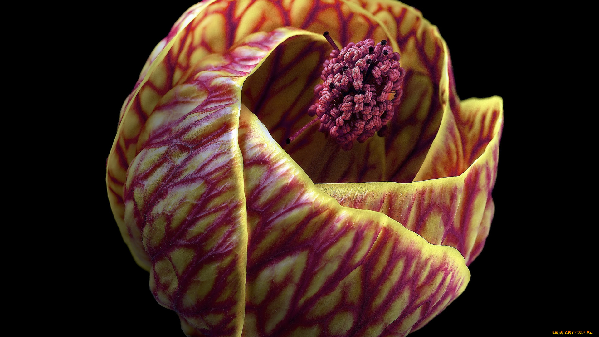 цветы, абутилоны, фон, цветок